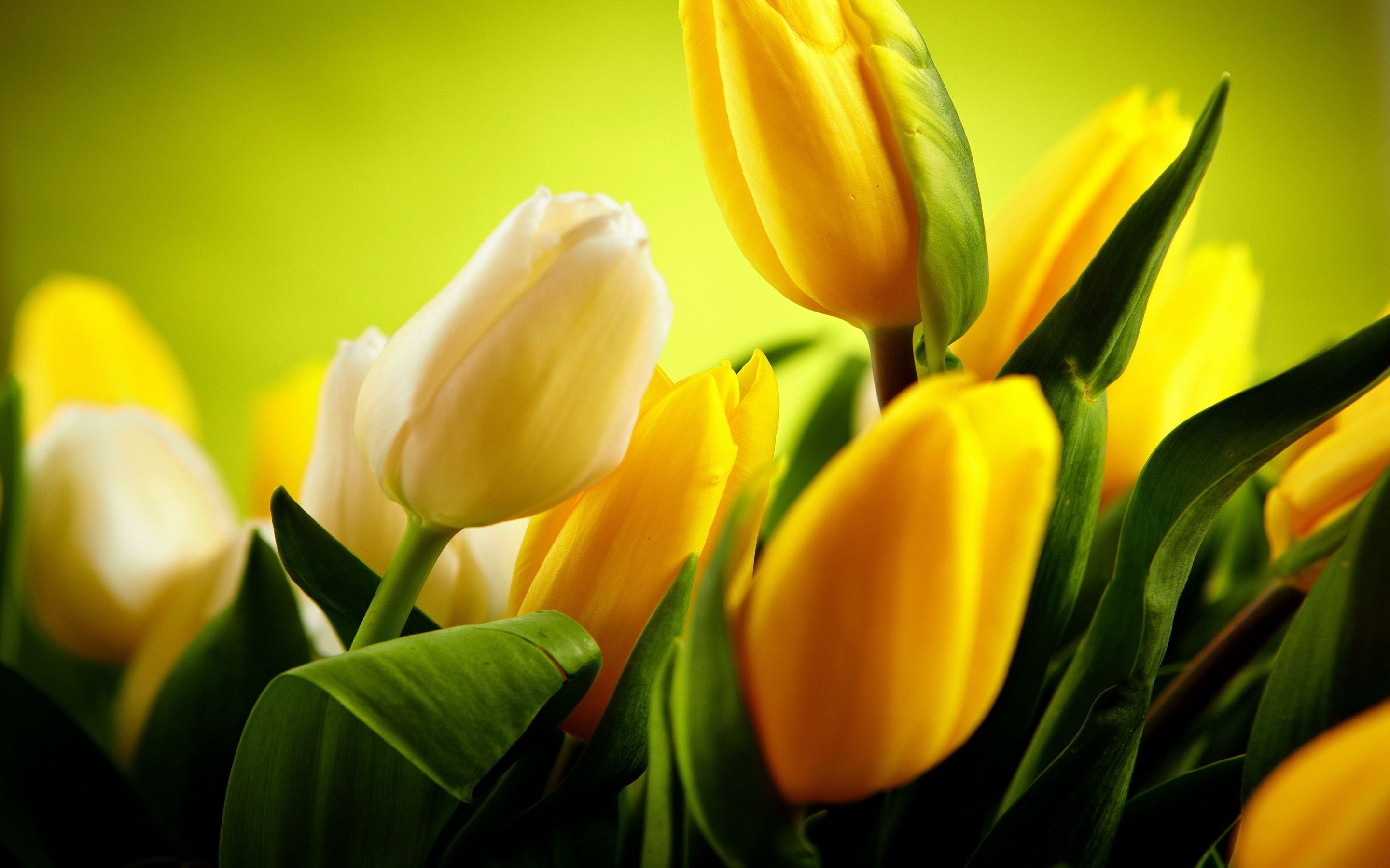 Wallpaper Yellow tulips, HD, Flowers / Editor's Picks