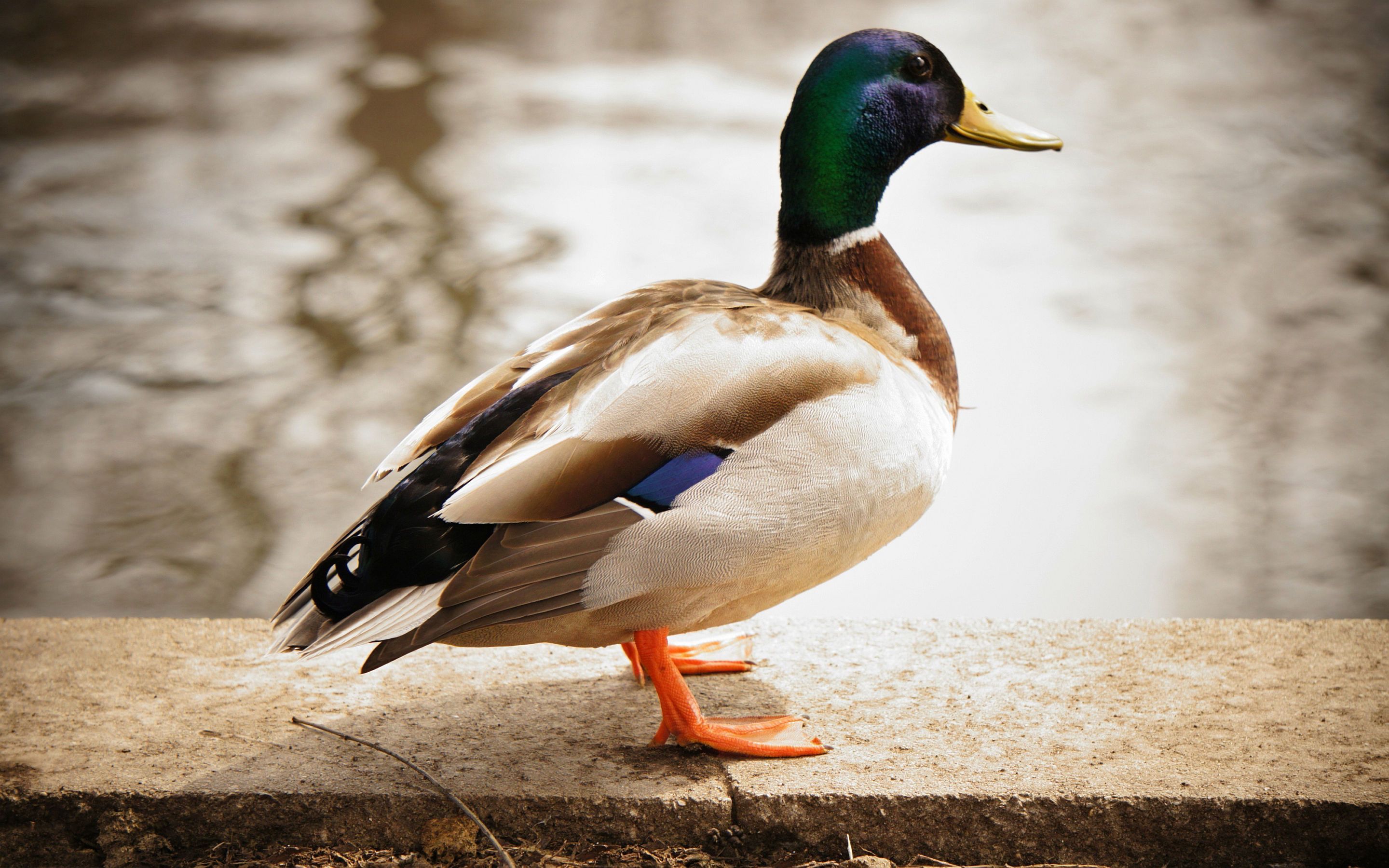 mallard duck wallpaper, Male duck, Mallard duck