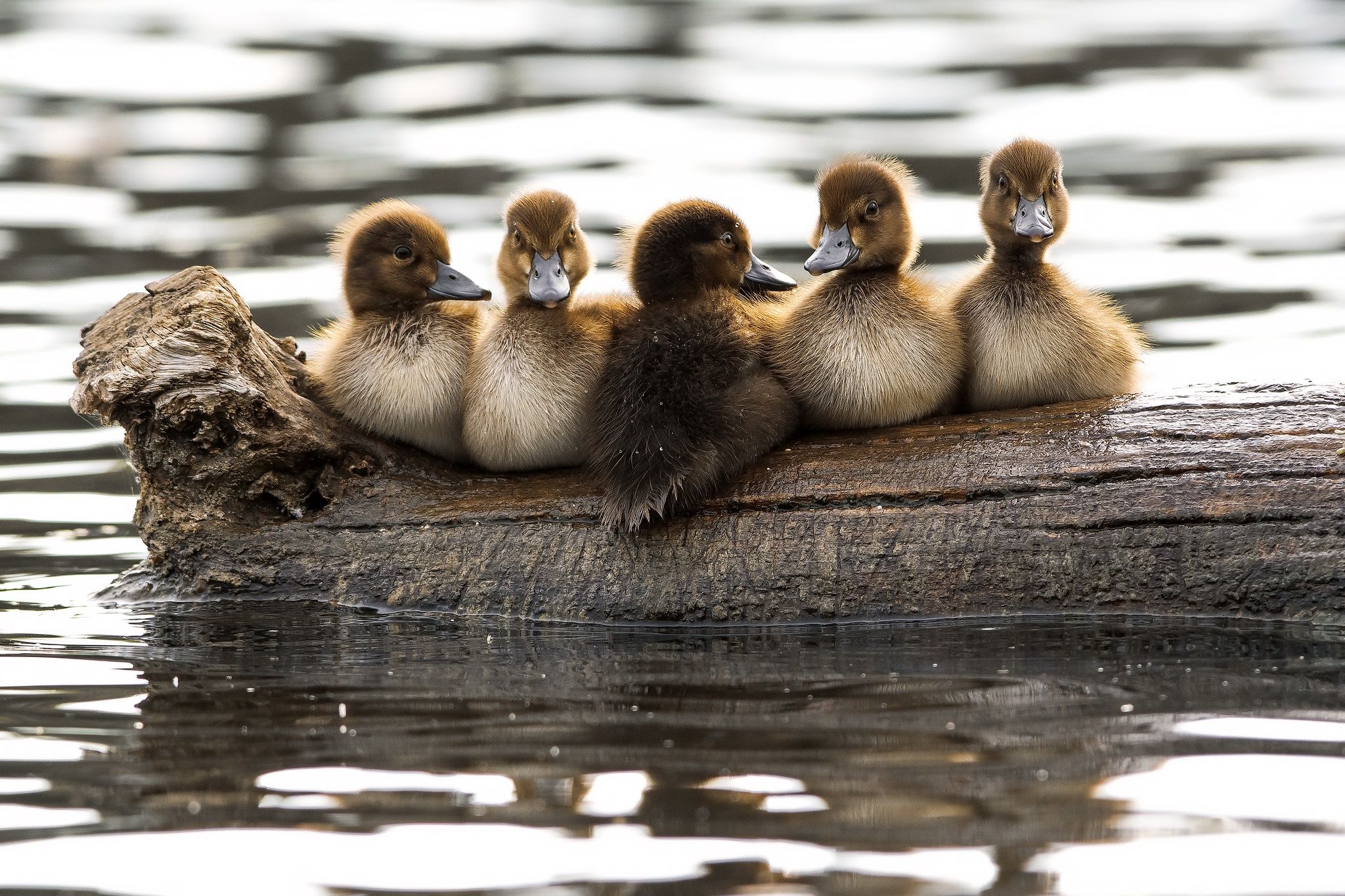 Wallpaper of Baby, Animal, Duck, Duckling, Wildlife background
