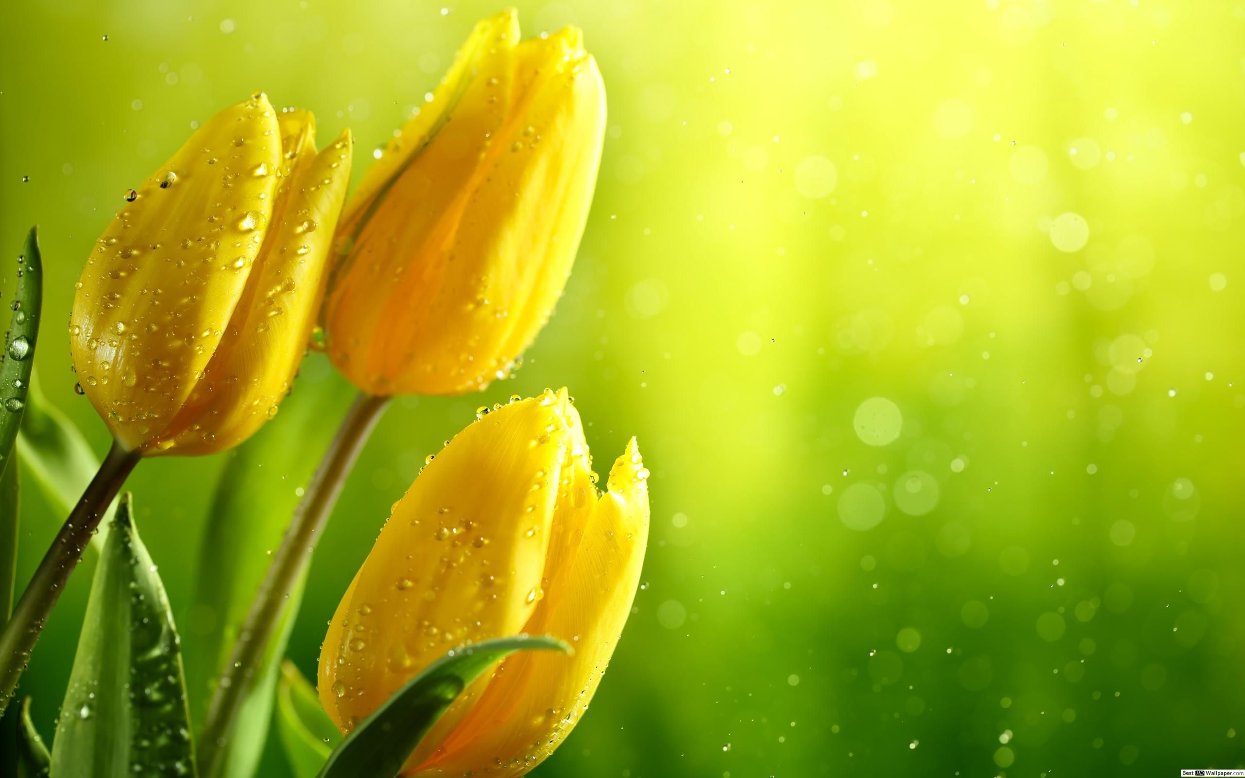 Yellow Tulips HD wallpaper download