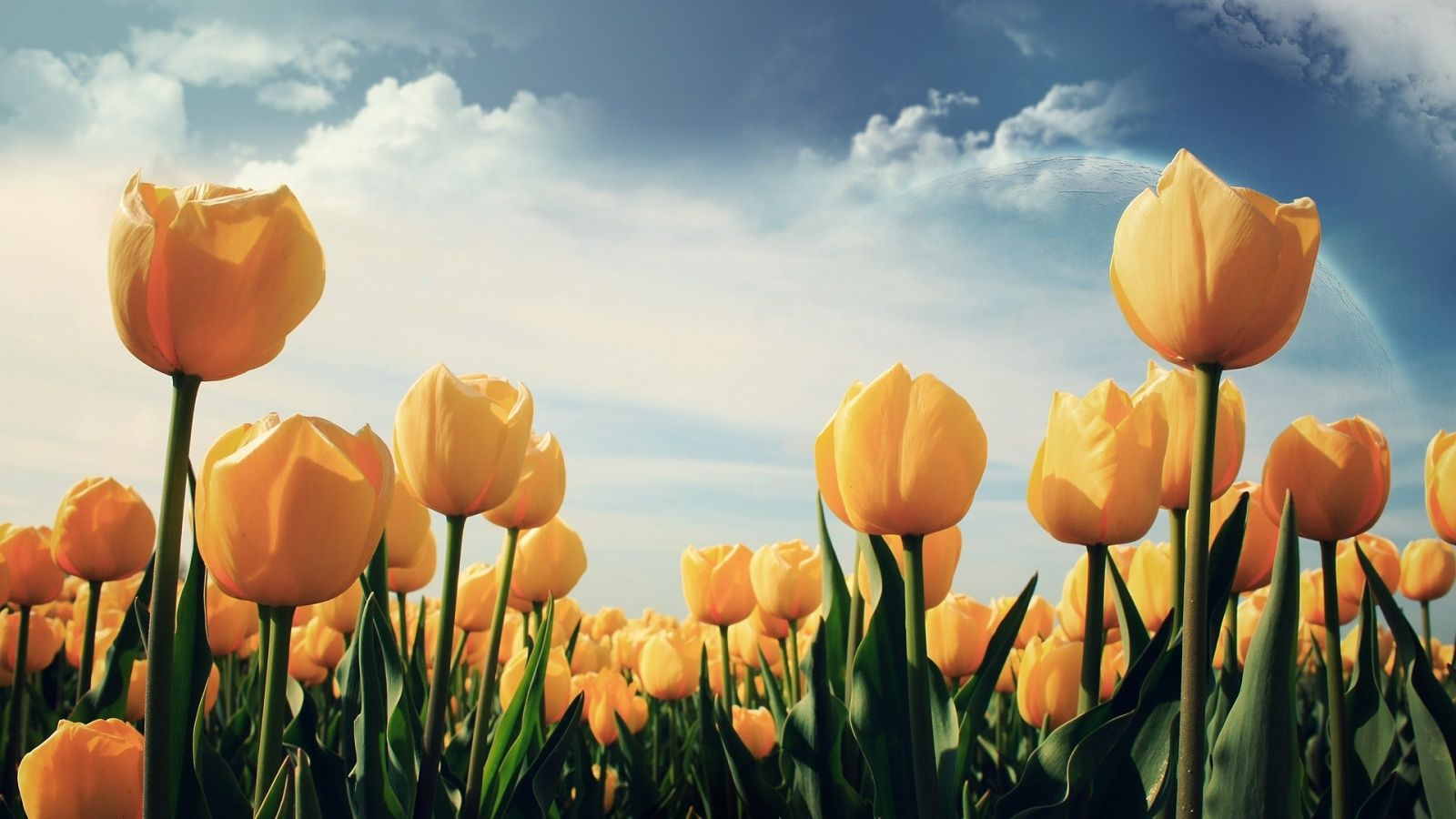 High Resolution Yellow Tulips HD Wallpaper