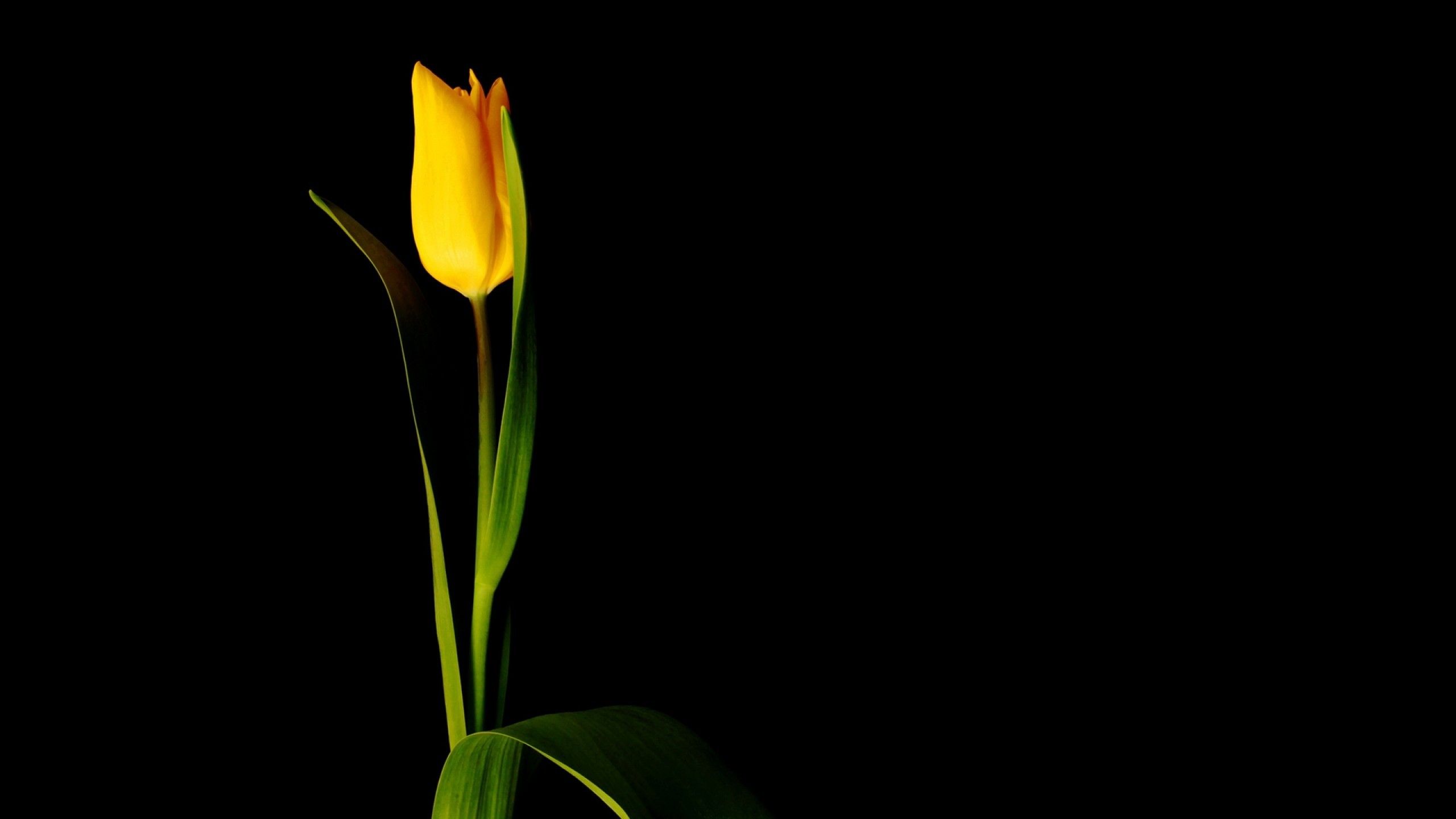 Download 2560x1440 Yellow Tulip, Petals, Leaves Wallpaper