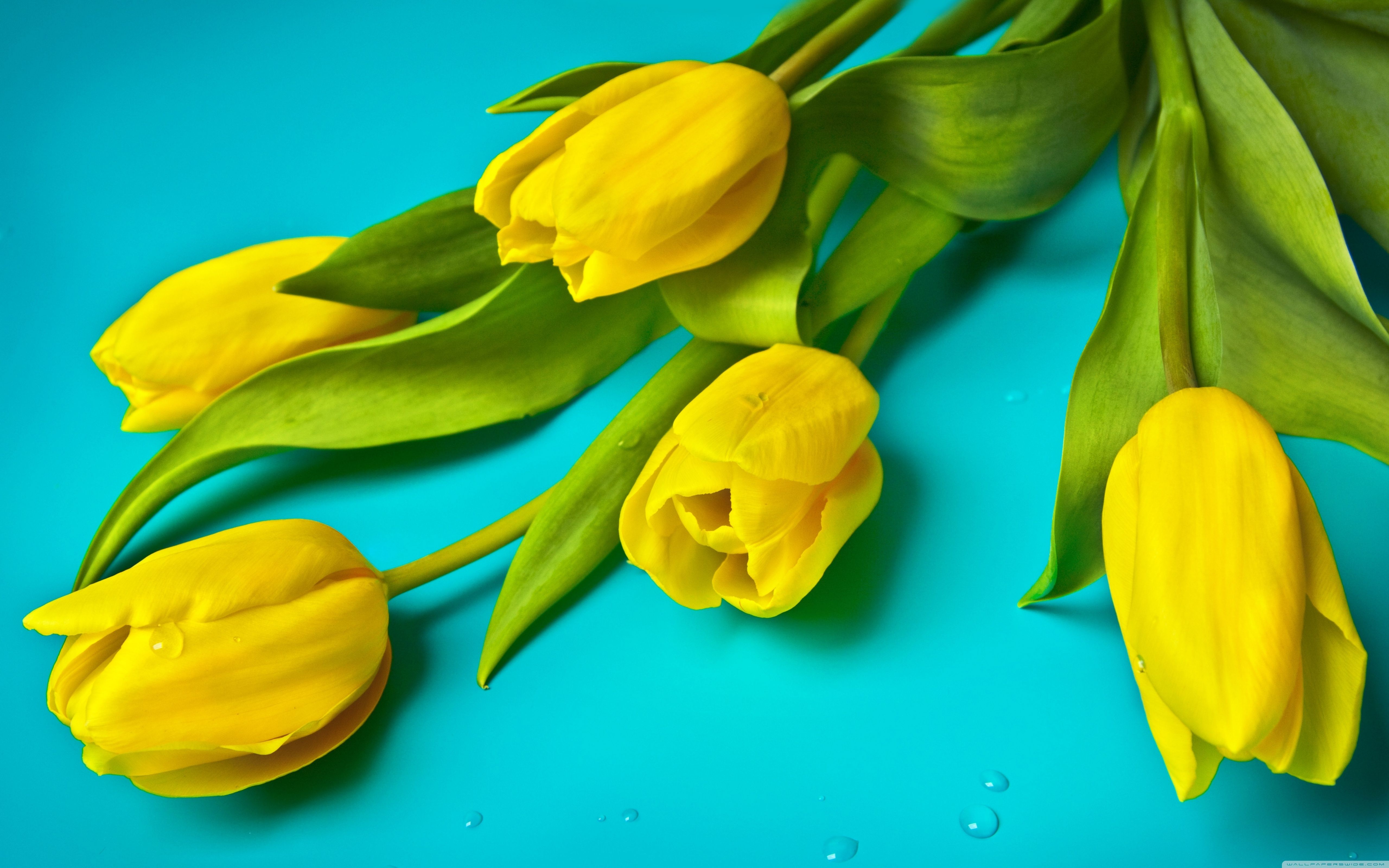 Beautiful Yellow Tulips Ultra HD Desktop Background Wallpaper