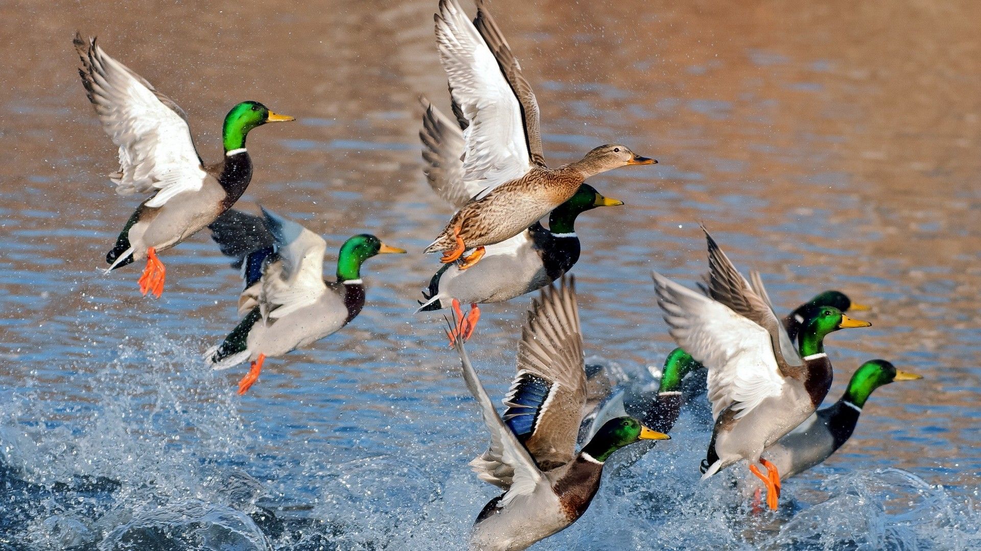 animals, Birds, Ducks Wallpaper HD / Desktop and Mobile Background