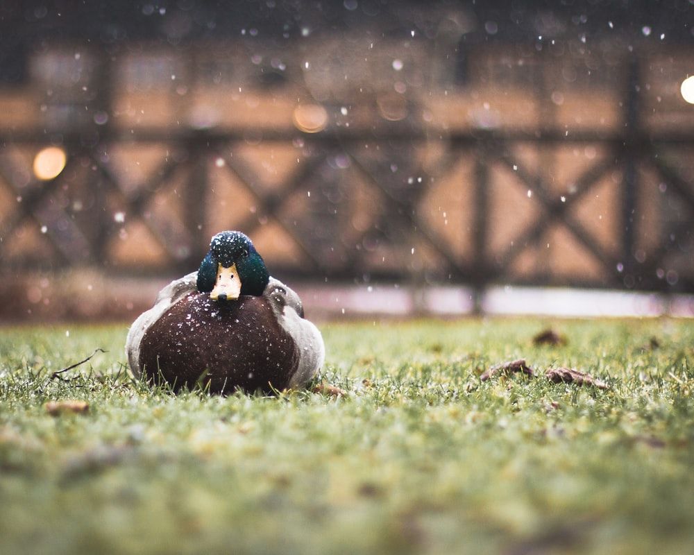 Hd Animal Wallpaper Picture. Download Free Image