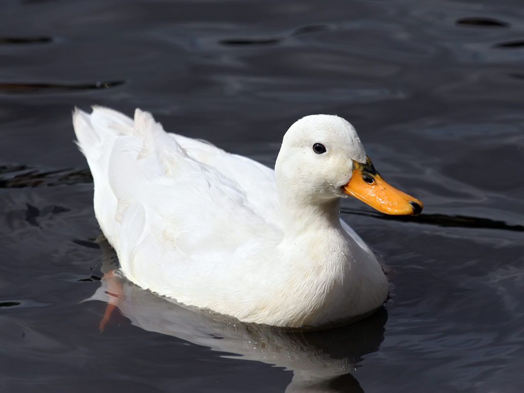 Duck wallpaper, Animal, HQ Duck pictureK Wallpaper 2019