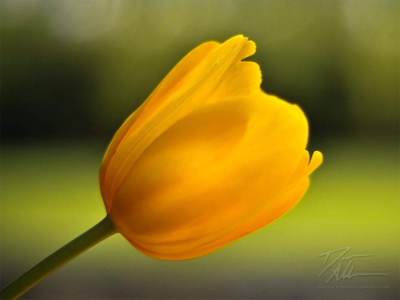 yellow tulip flower wallpaper