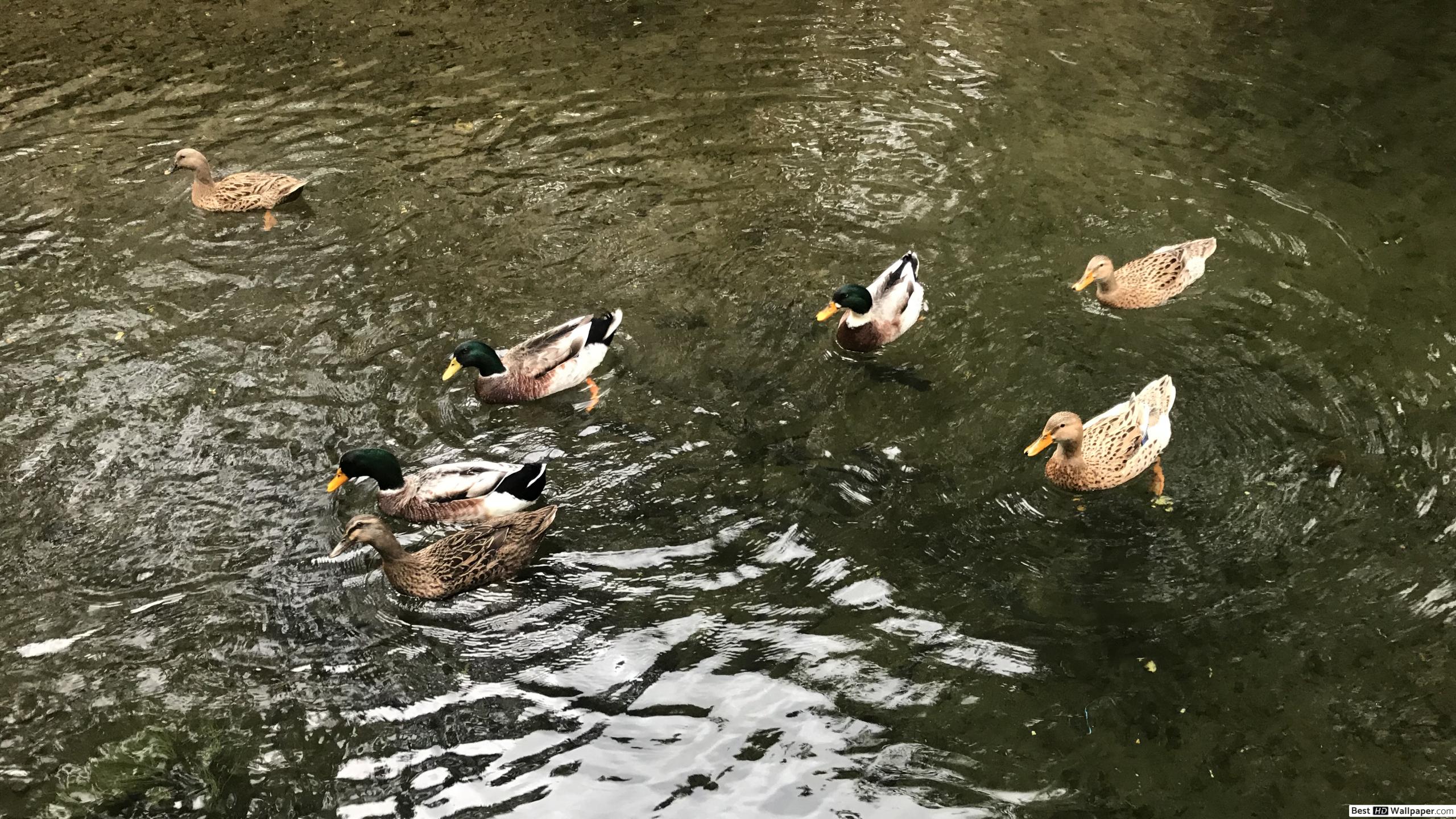 Animal Duck Swim River HD wallpaper download