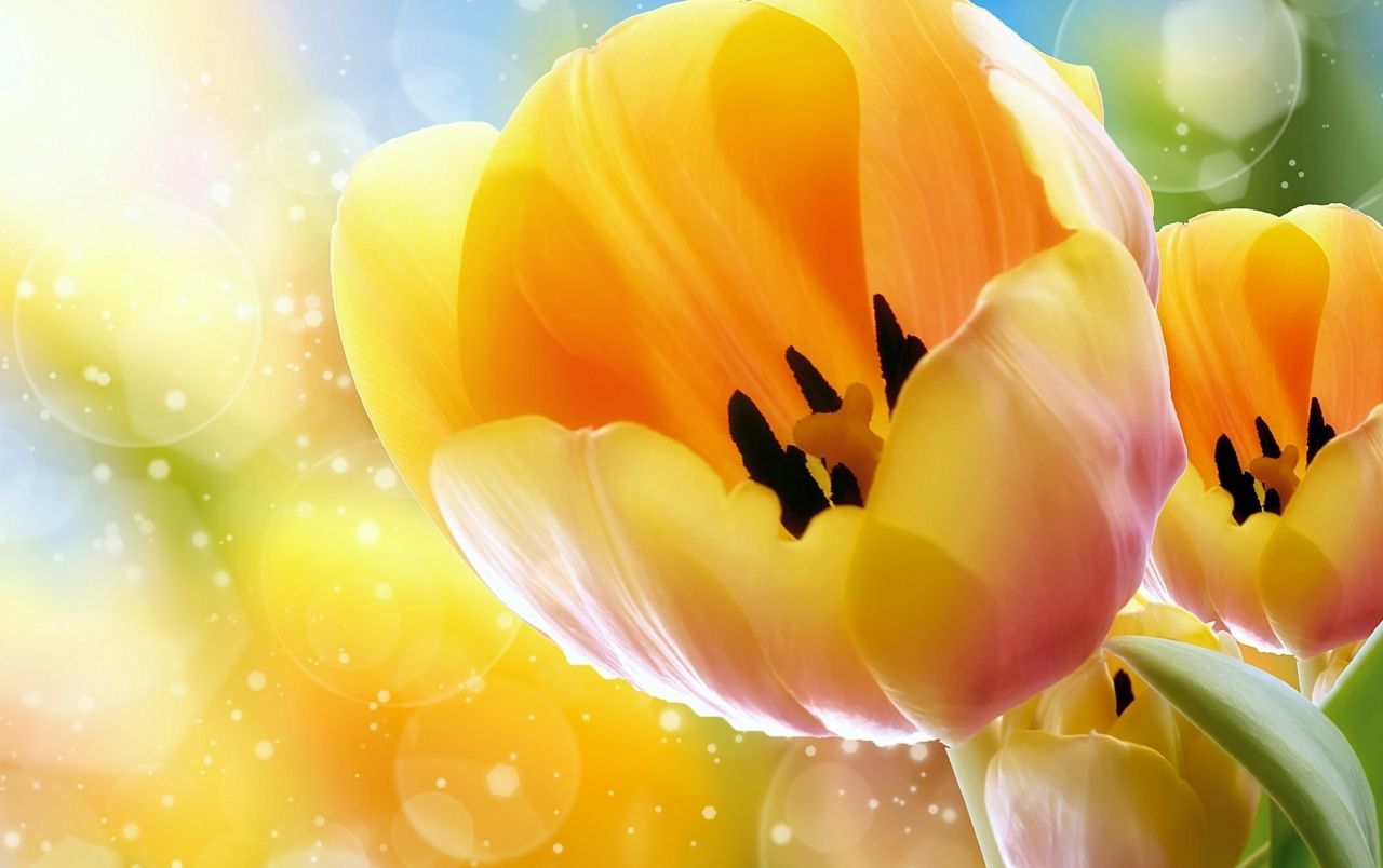 Yellow Tulips wallpaper. Yellow Tulips