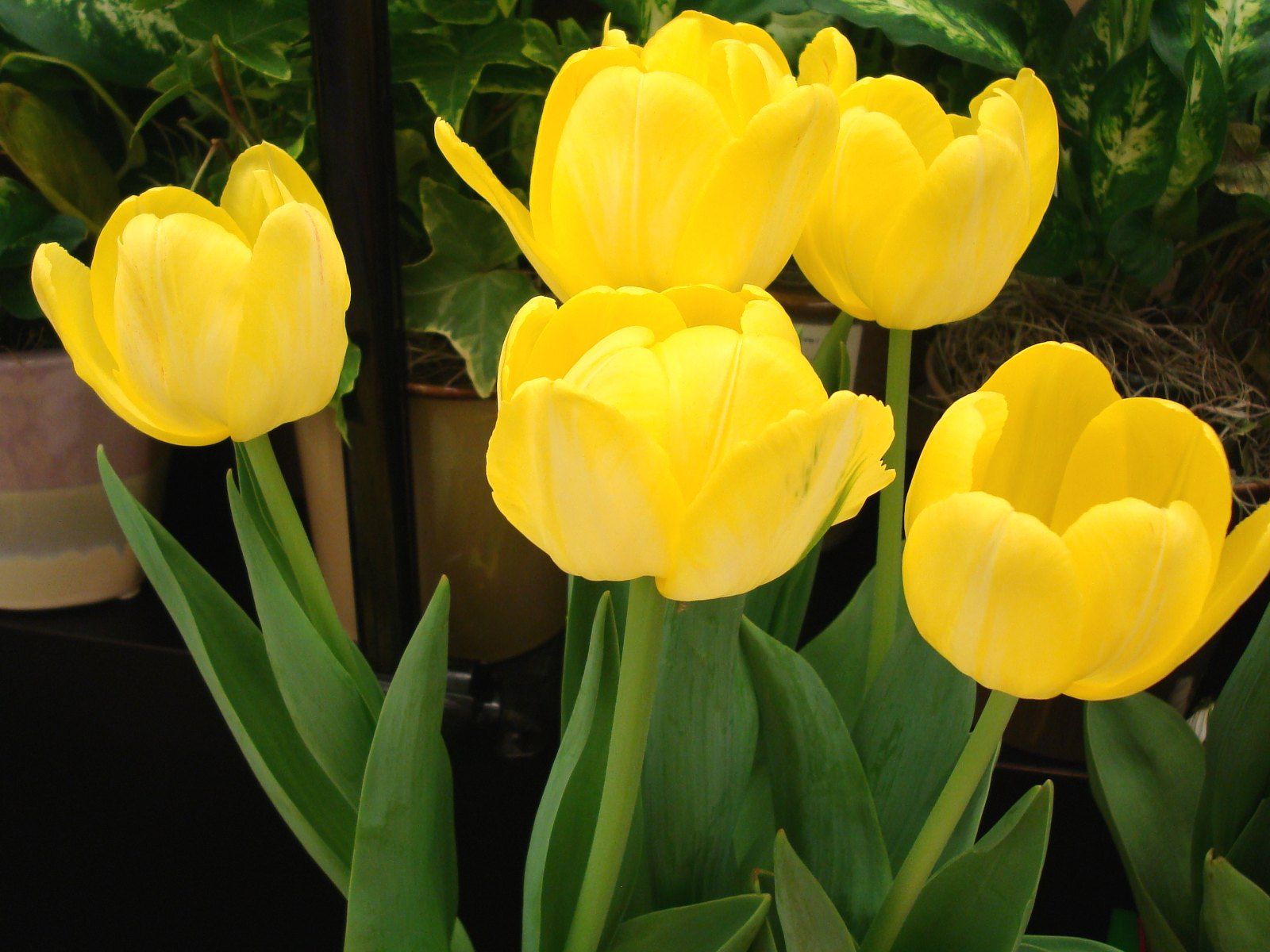 Free download Yellow Tulip Picture 27530 HD Wallpaper in Flowers