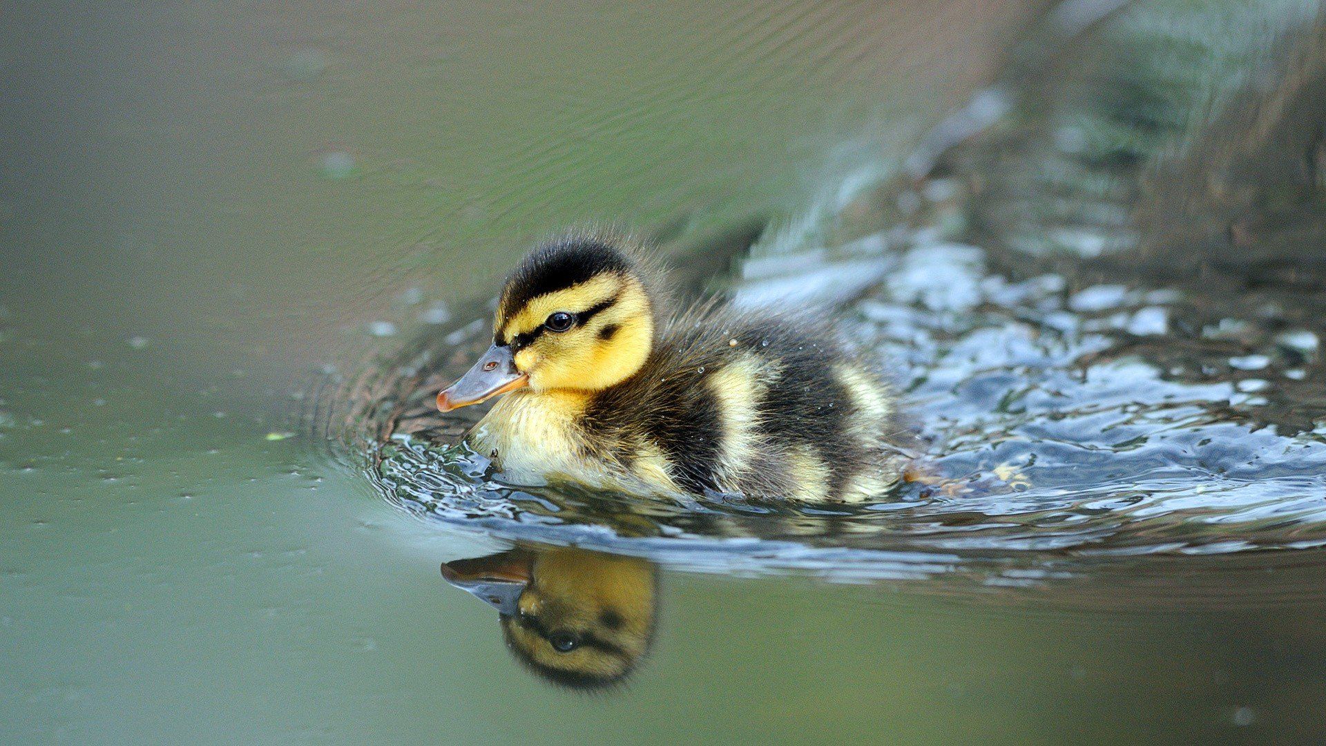 nature, Animals, Birds, Baby animals, Duck, Water, Reflection