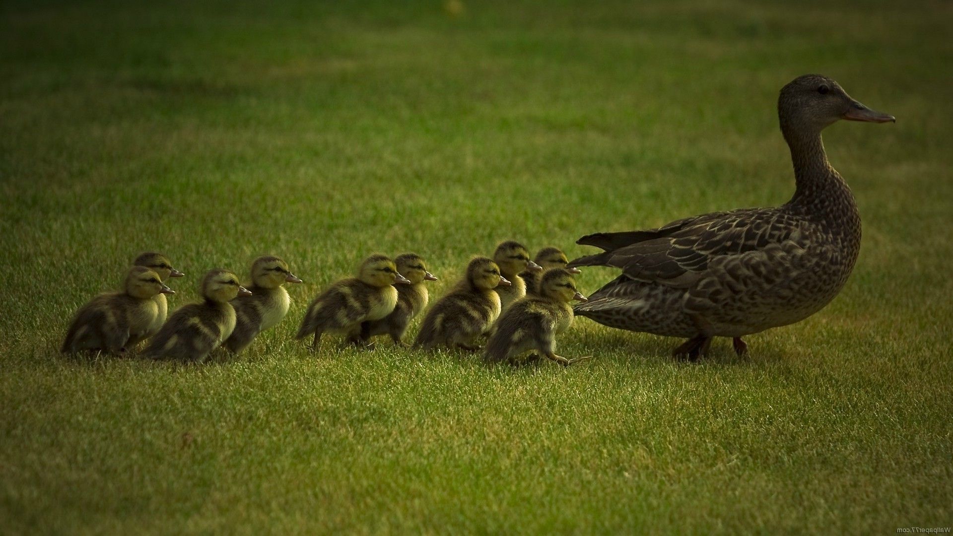 animals, Duck Wallpaper HD / Desktop and Mobile Background