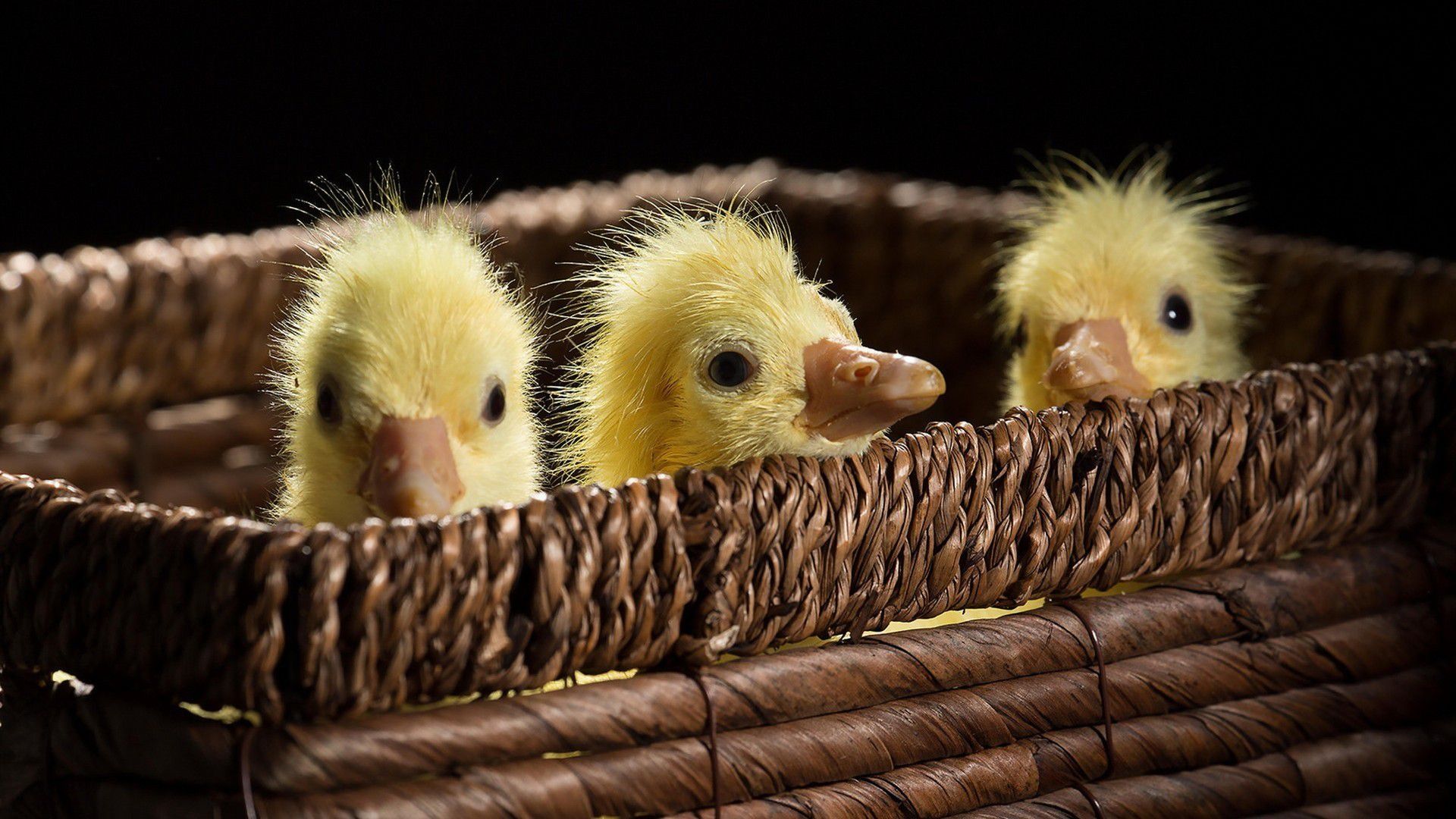 Ducks three small trash animals birds HD Wallpaper 715 - Duck