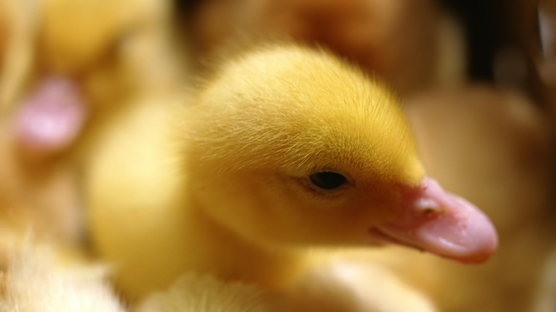 Free download Cute Baby Ducklings 7771 HD Wallpaper in Animals