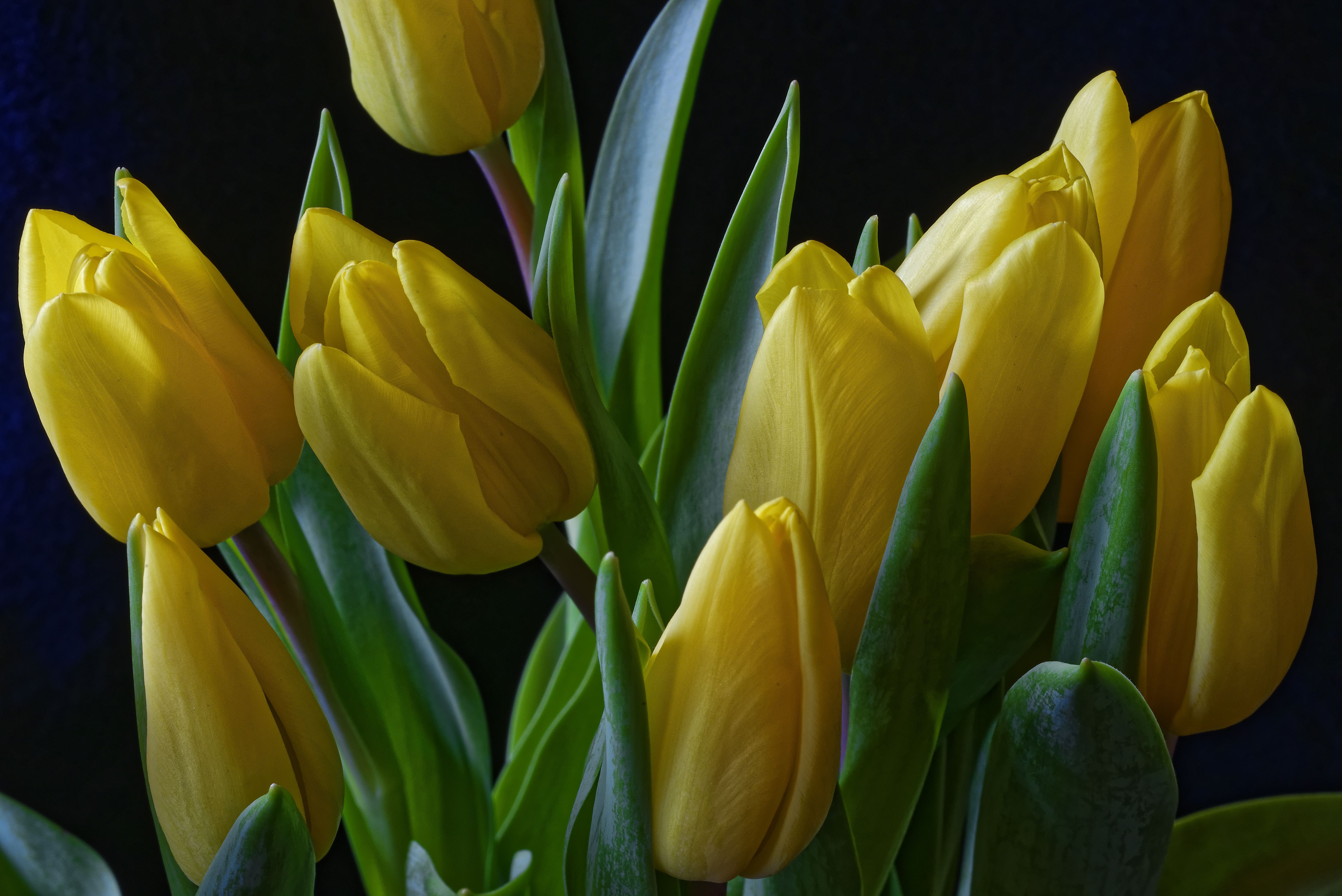 Yellow Tulips 5k Retina Ultra HD Wallpaper. Background Image