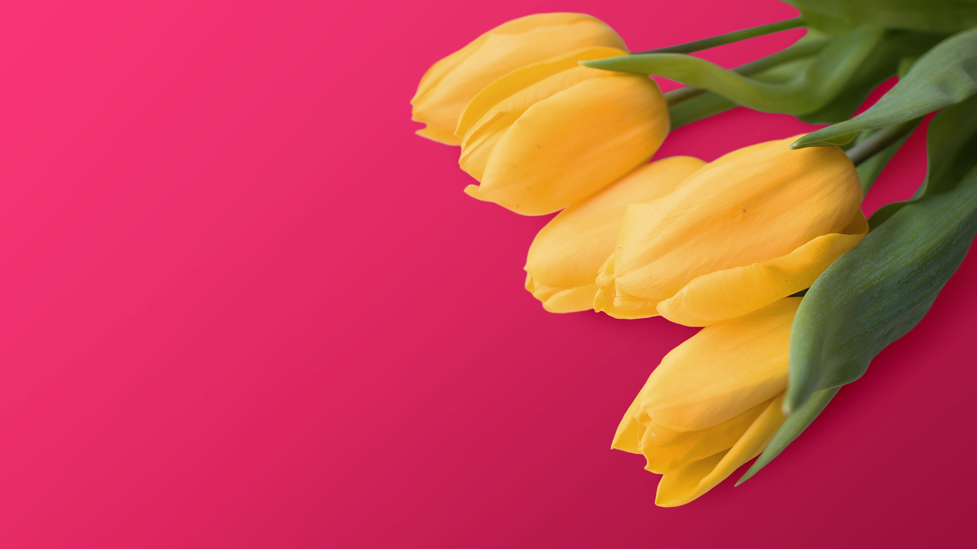 Wallpaper Yellow tulips, Red background, 4K, Flowers