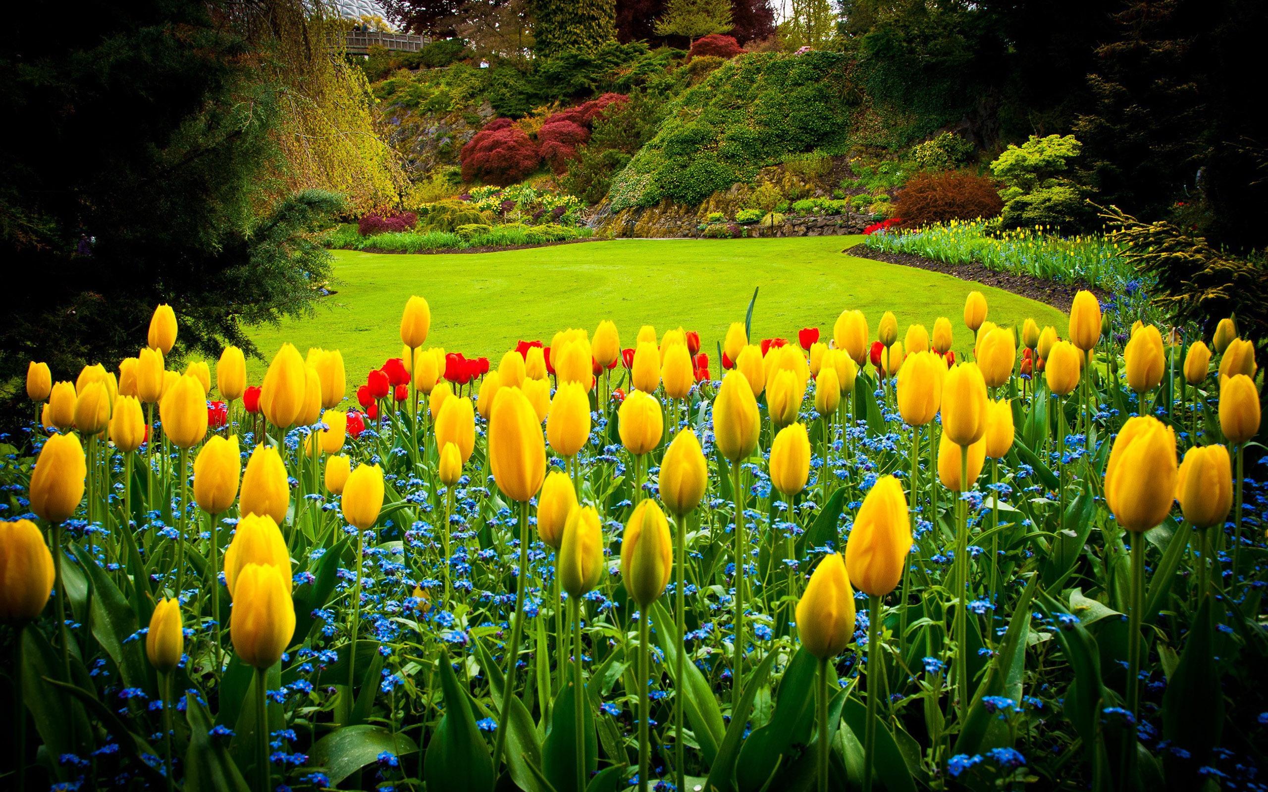 Yellow tulips in the garden HD desktop wallpaper, Widescreen