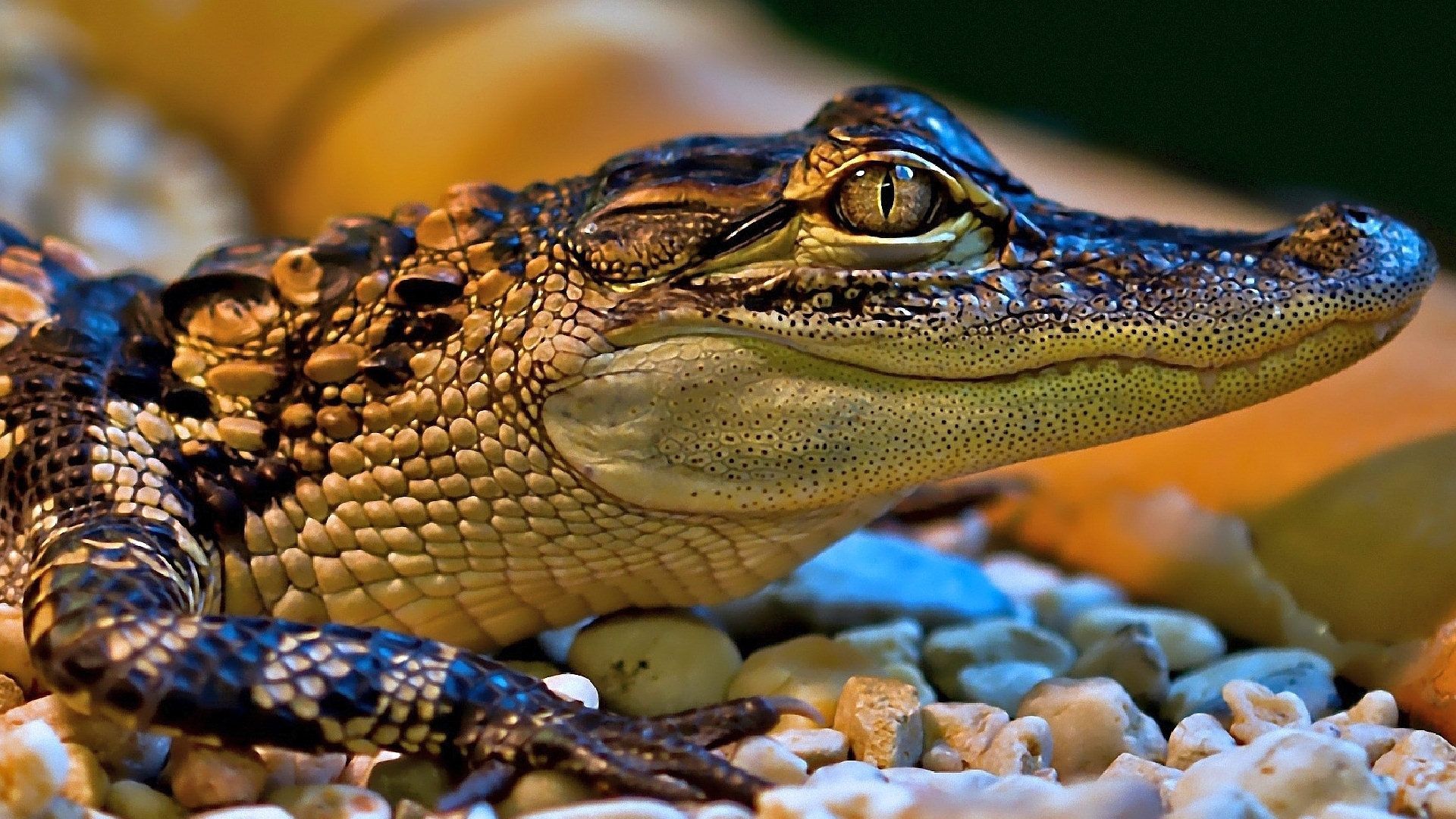 Crocodile HD Wallpaper. Wild animals picture, Baby alligator