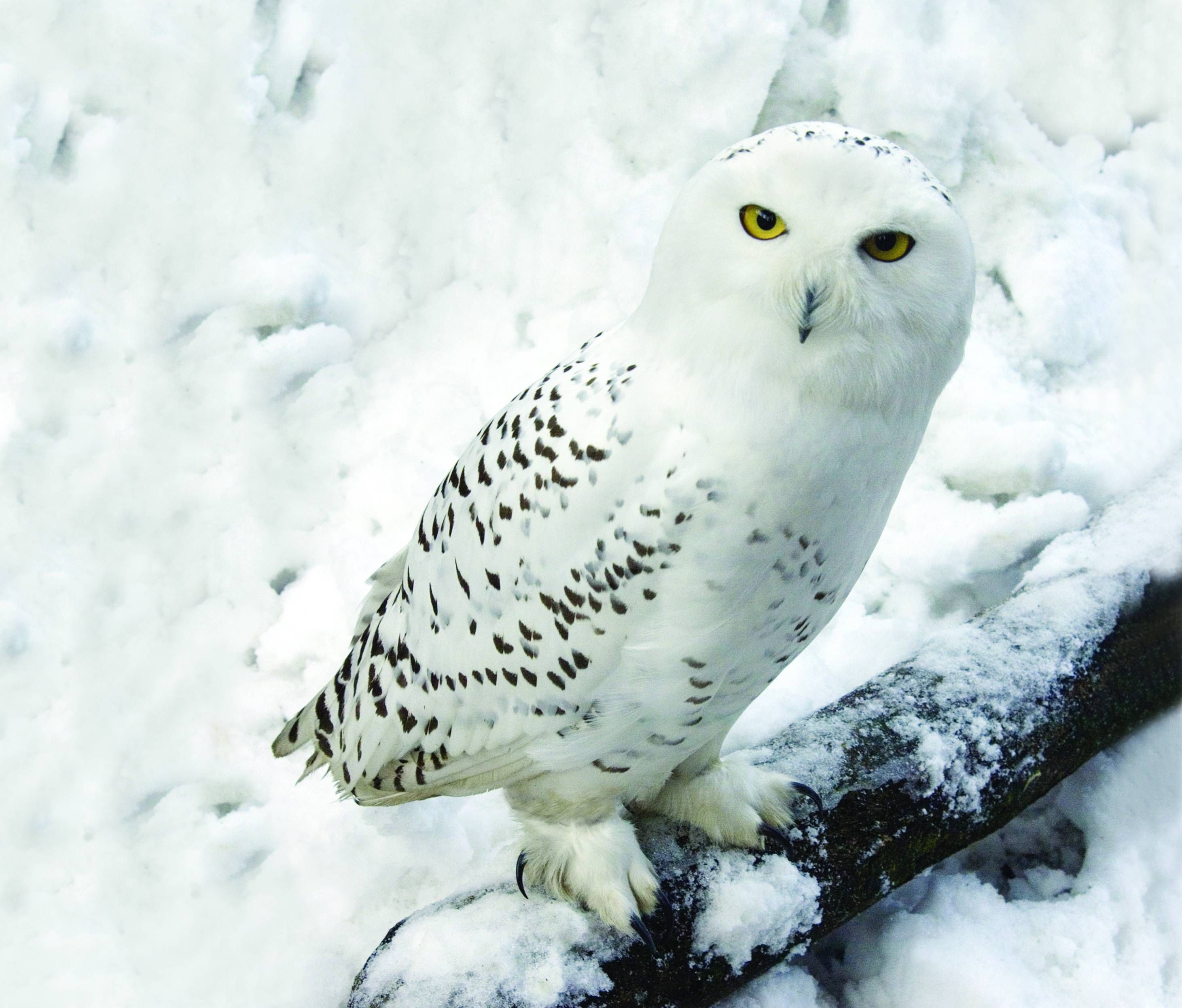 Winter Snowy Owl Wallpaperwalpaperlist.com