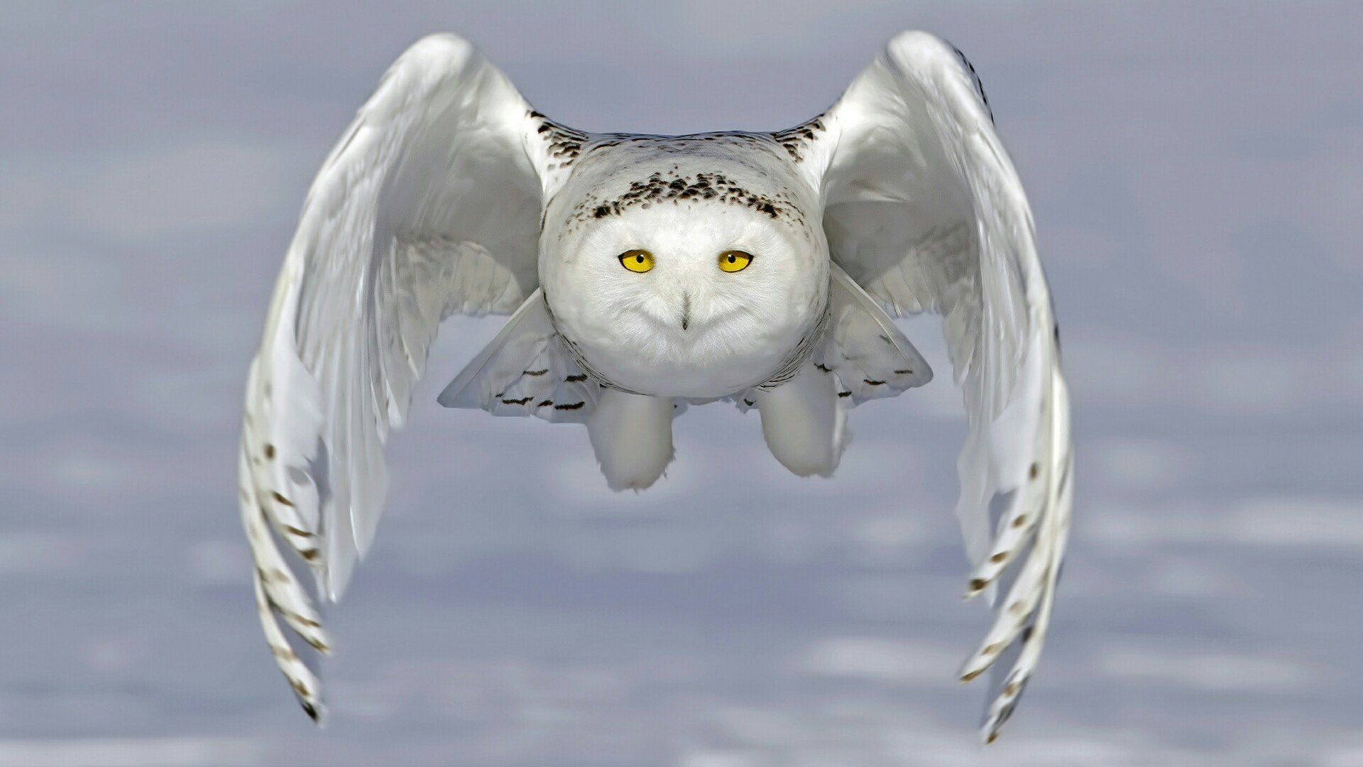 Winter Barn Owl Wallpaper
