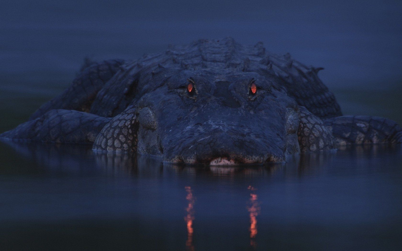 Alligator HD Wallpaper and Background Image