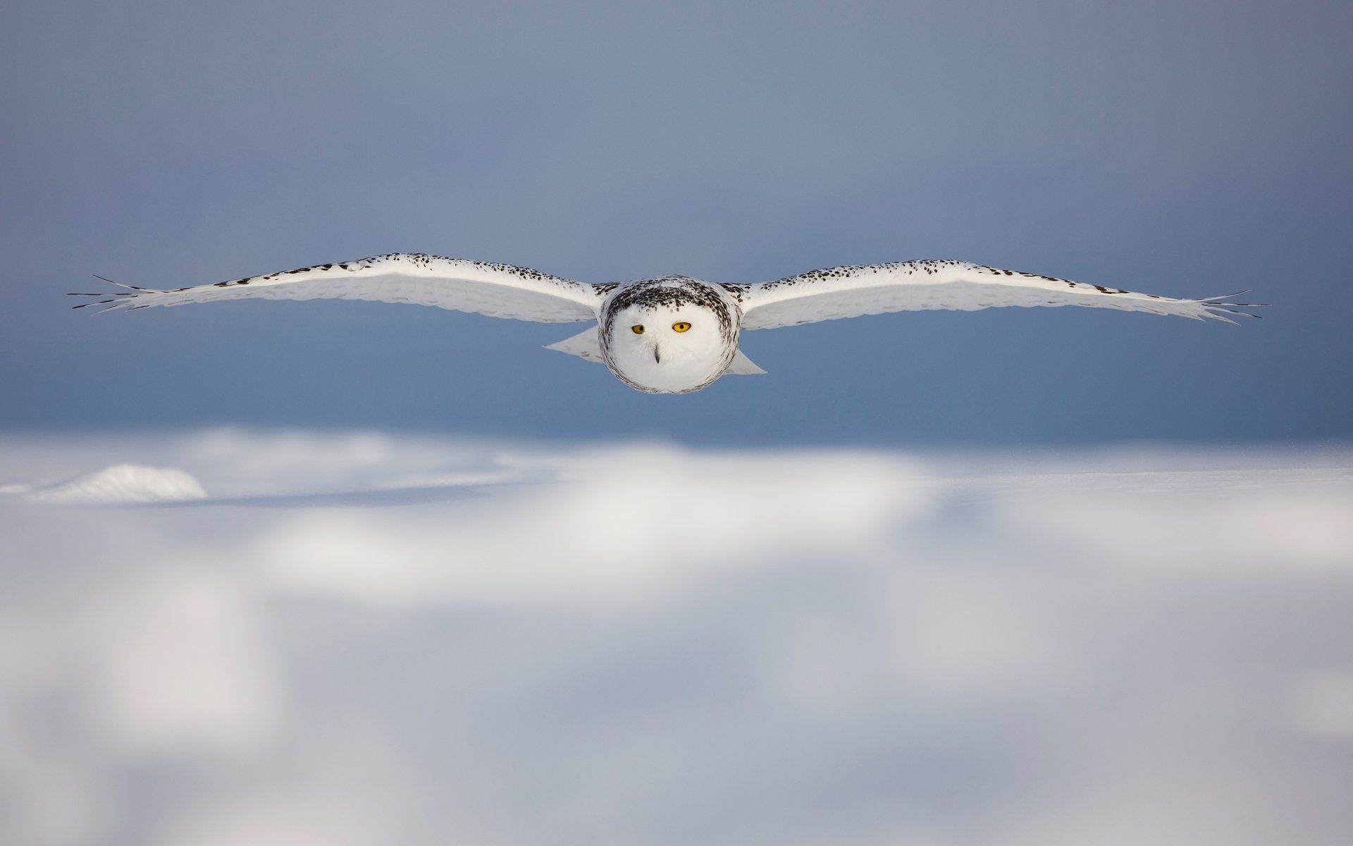 Snowy Owl HD Wallpaper and Background Image