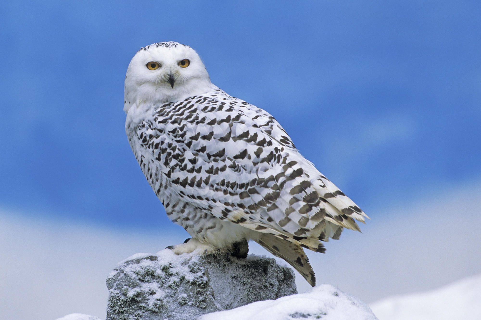 Snowy Owl Wallpaper HD