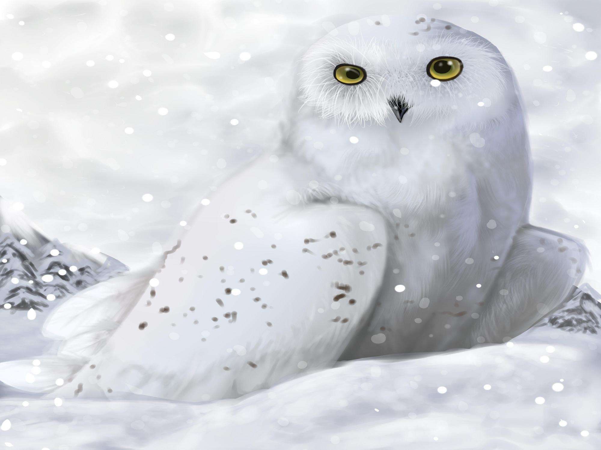 White Winter Owl Wallpaper HD Wallpaper. Cute animals, Winter