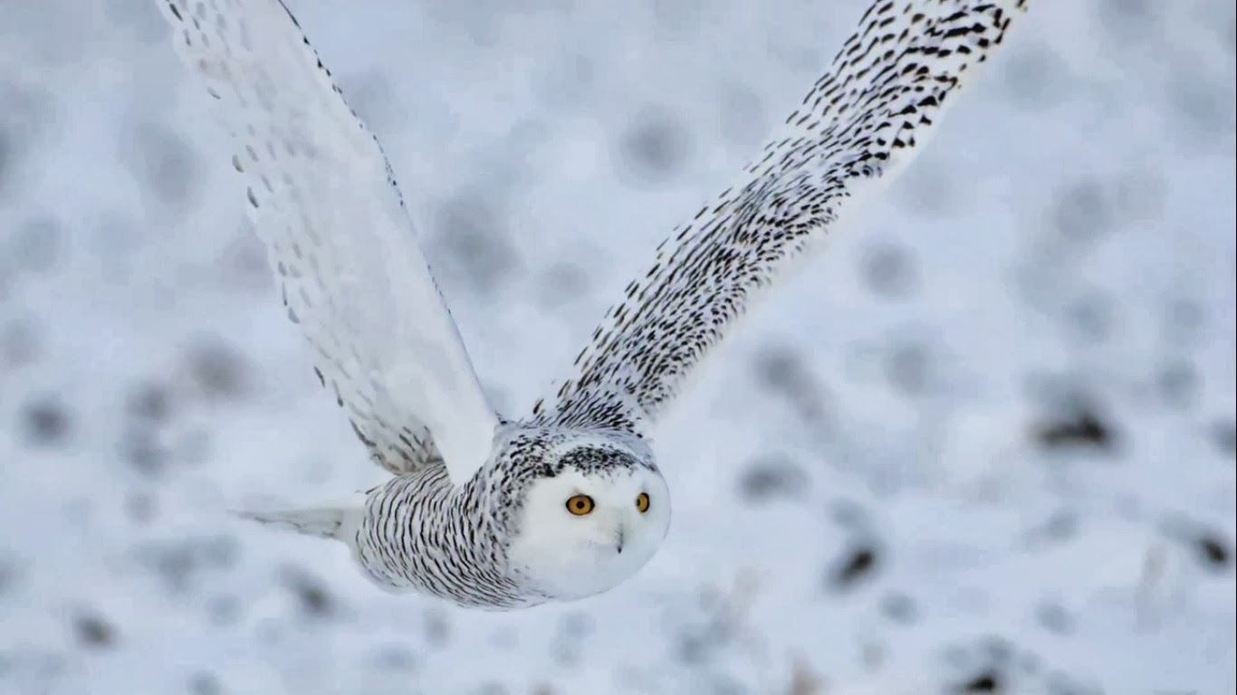 Snowy Owl Wallpaper