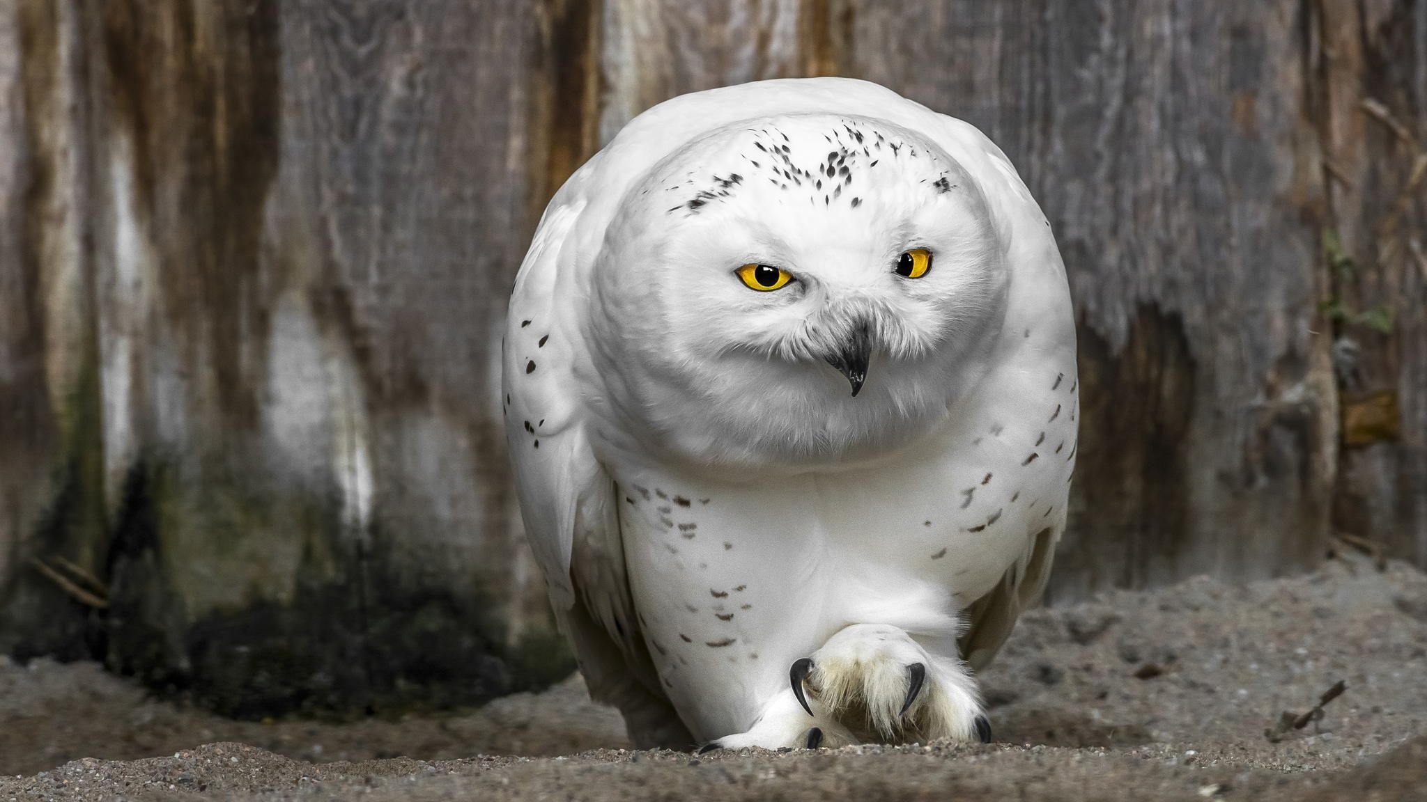 Beautiful White Owl HD WallpaperFX 1600×1000 White Owl