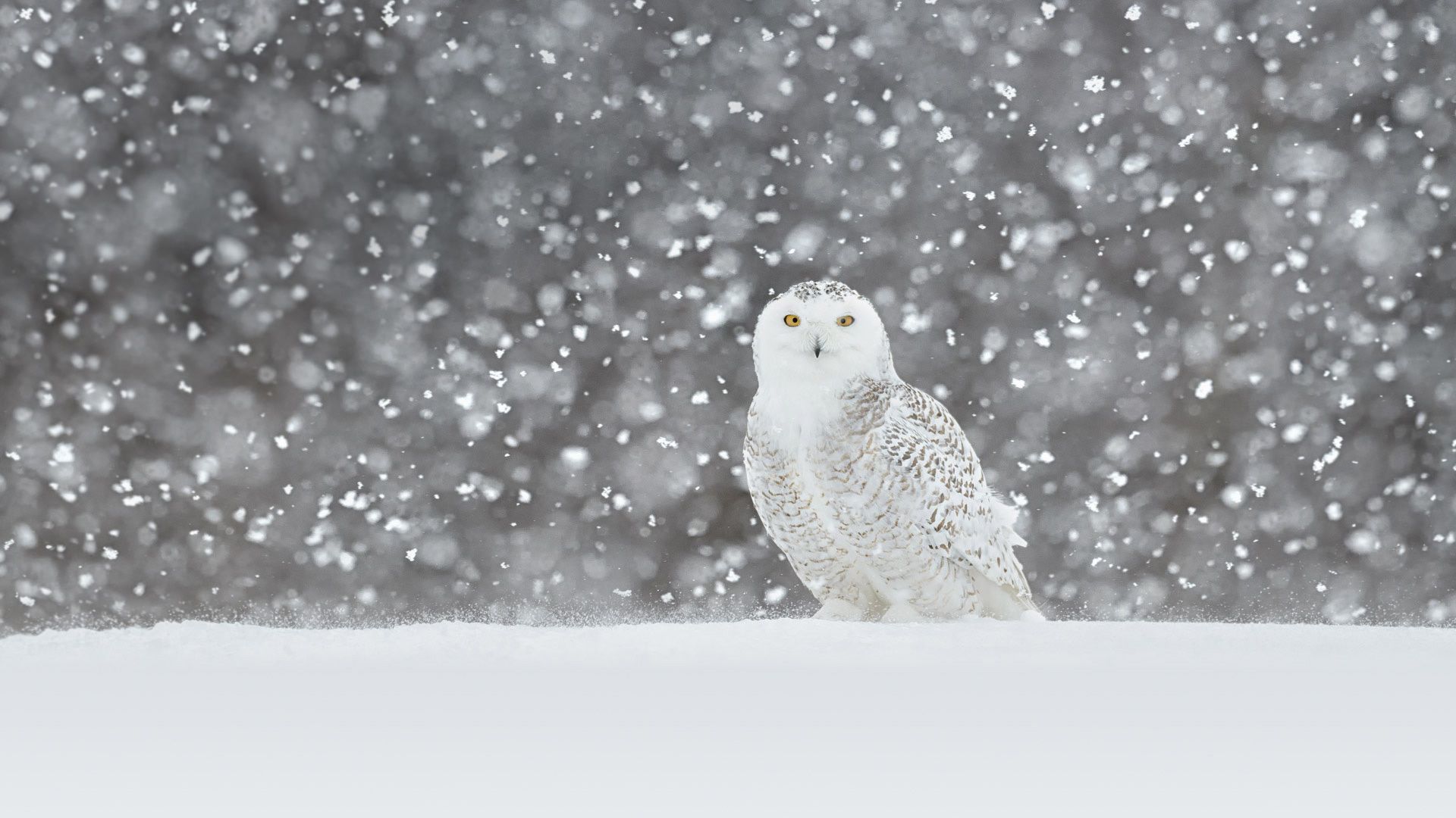 An avian predator built for the snow Wallpaper