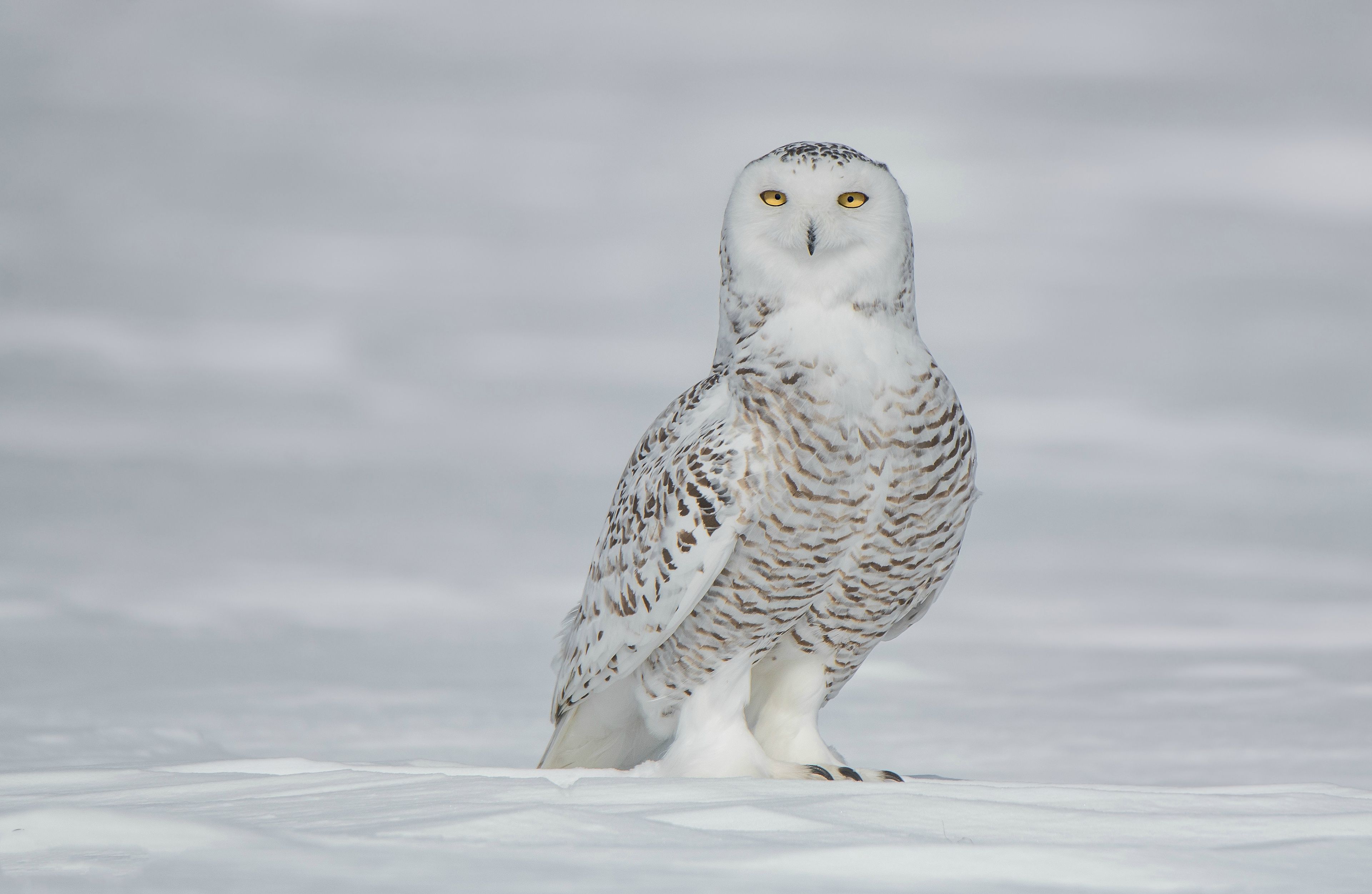 Snowy Owl 4k Ultra HD Wallpaper. Background Imagex2501