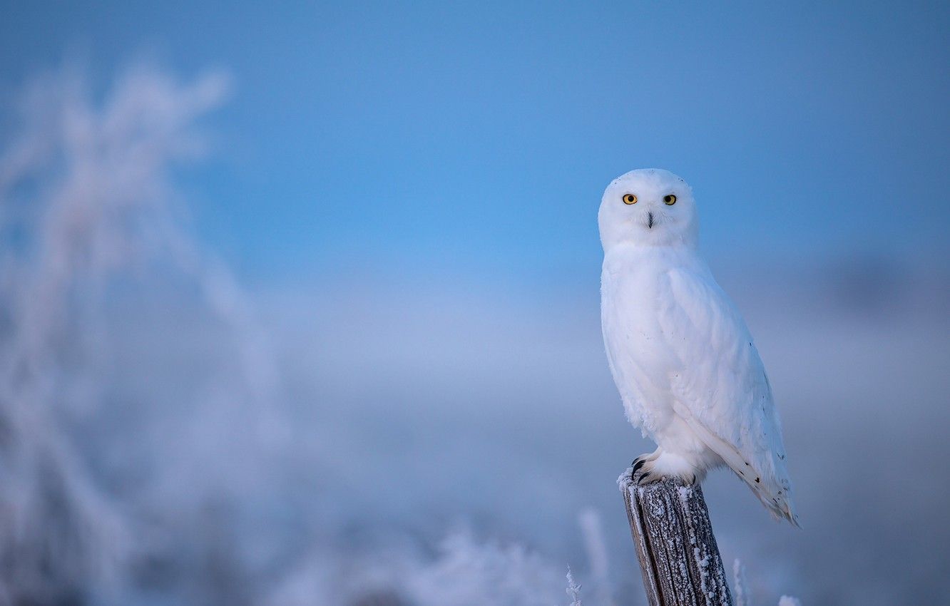Wallpaper winter, frost, owl, bird, post, blue background, polar