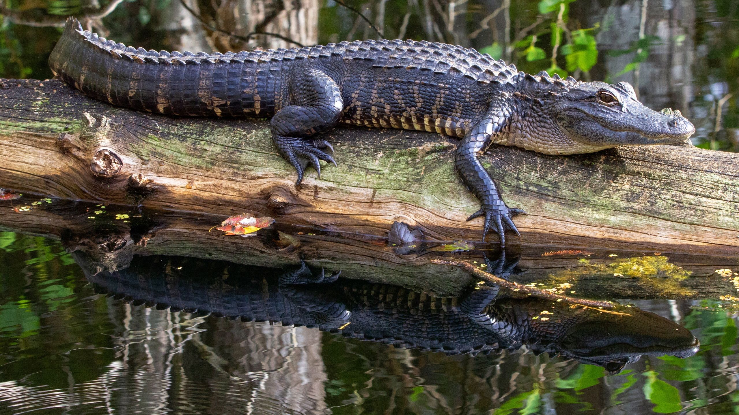 Photos Crocodiles Alligator Wood log animal 2560x1440
