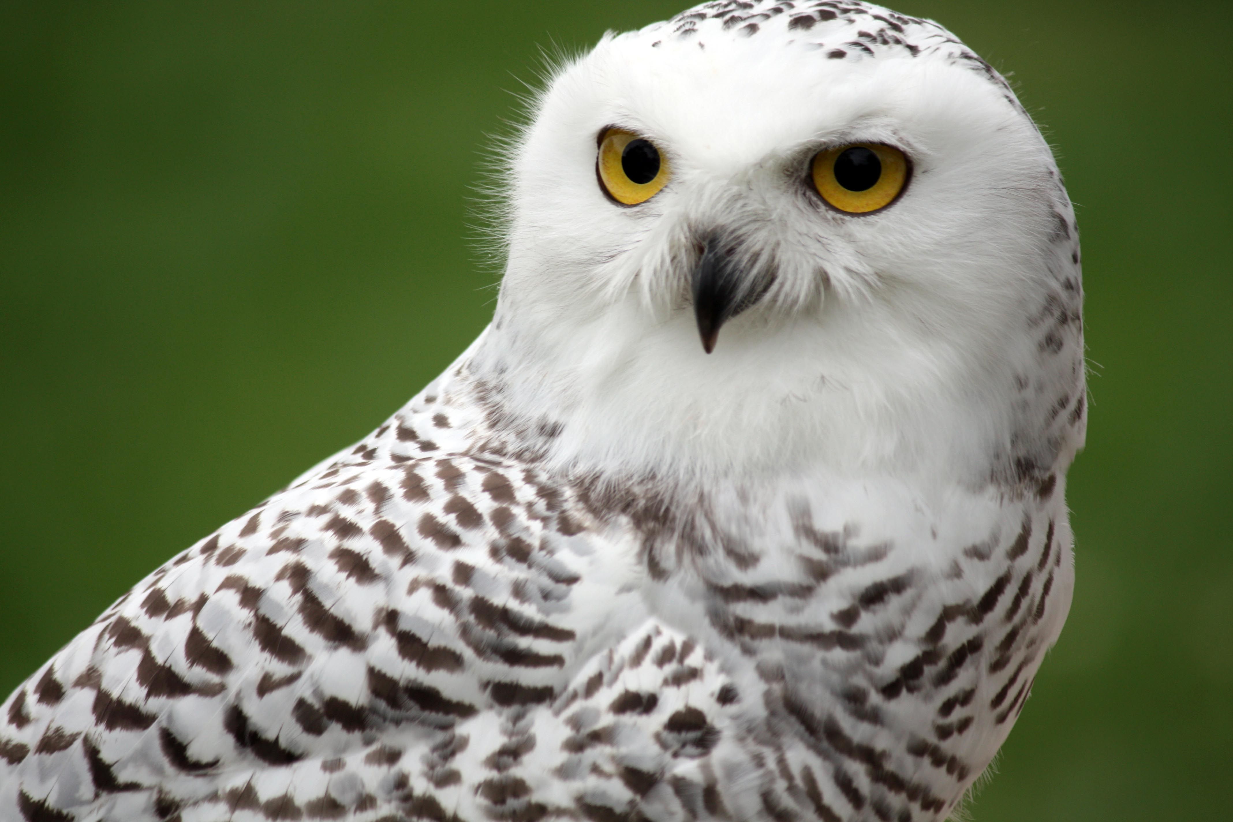 Animal Snowy Owl HD Wallpapers - Wallpaper Cave