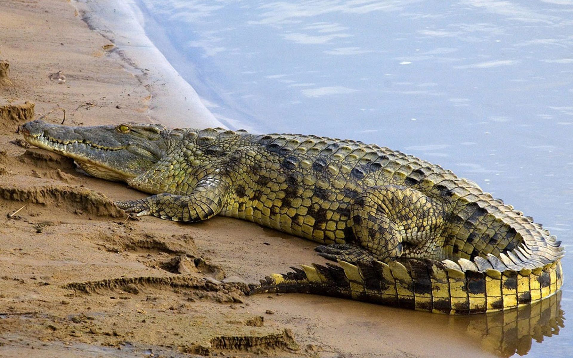 Nile Crocodile HD Wallpaper