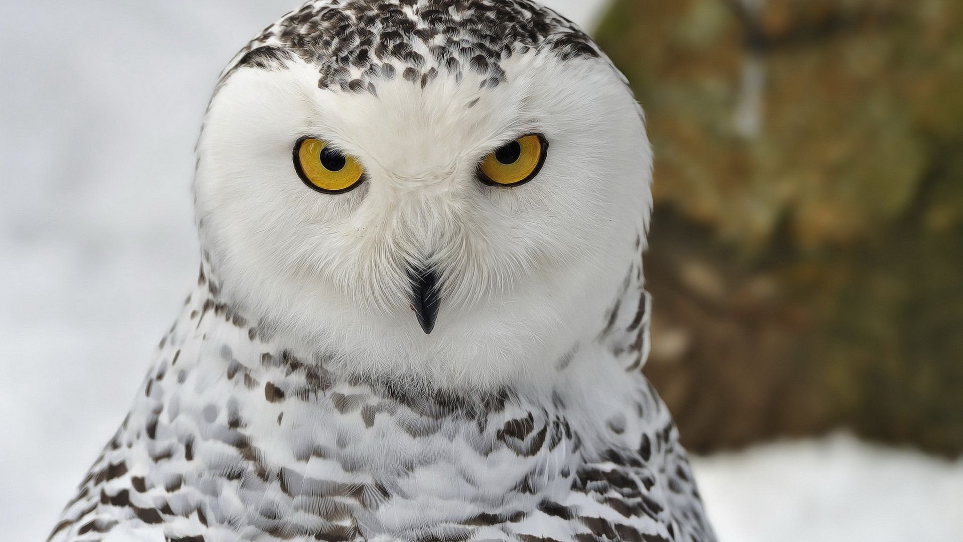 Snowy Owl HD Wallpaper