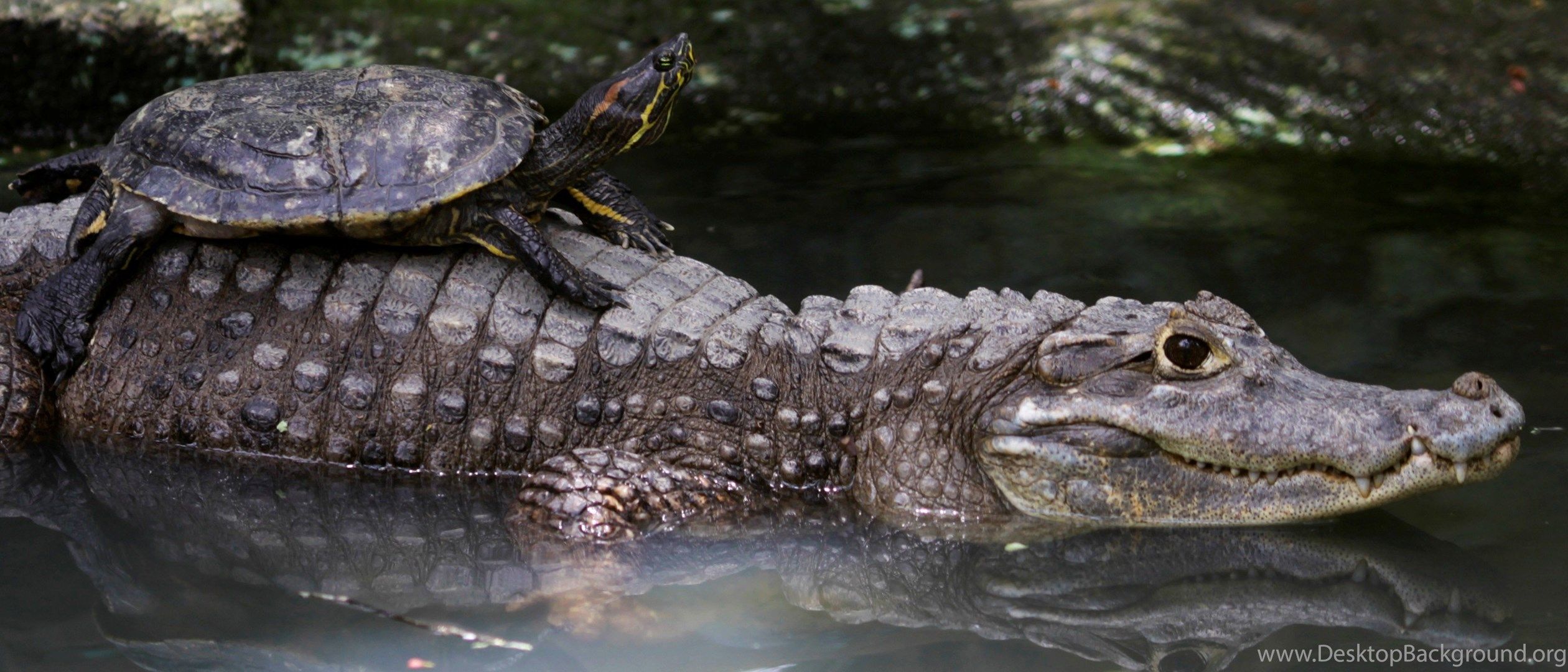 Animal Alligator HD Photo Desktop Background