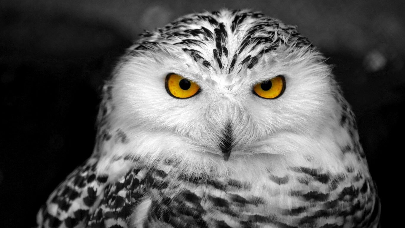 black and white owl HD