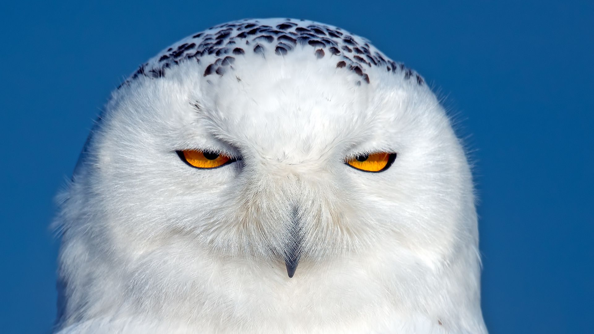 Free download Snowy Owl HD Wallpaper [1920x1080] for your Desktop