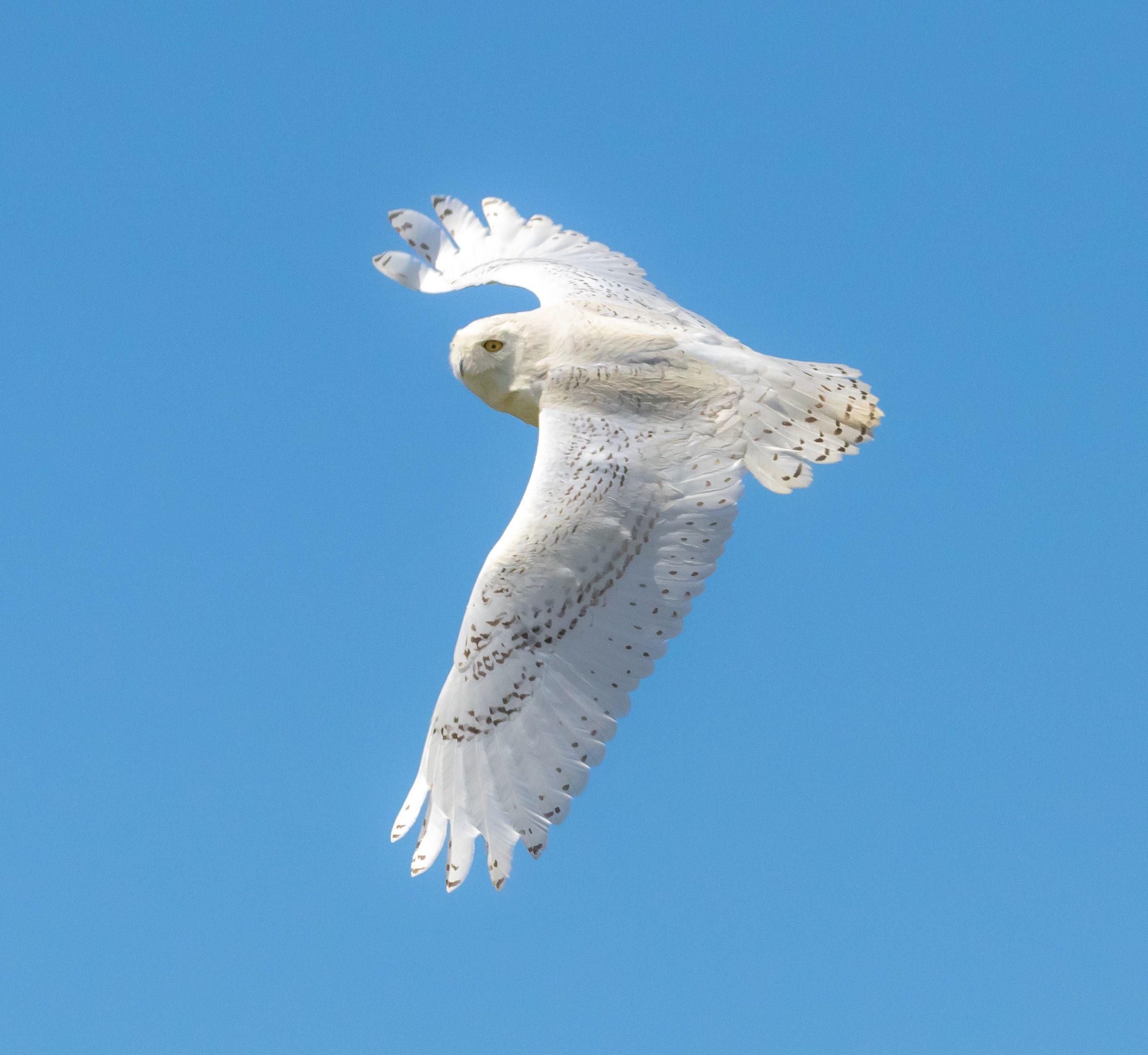 Snowy Owl Picture. Download Free Image