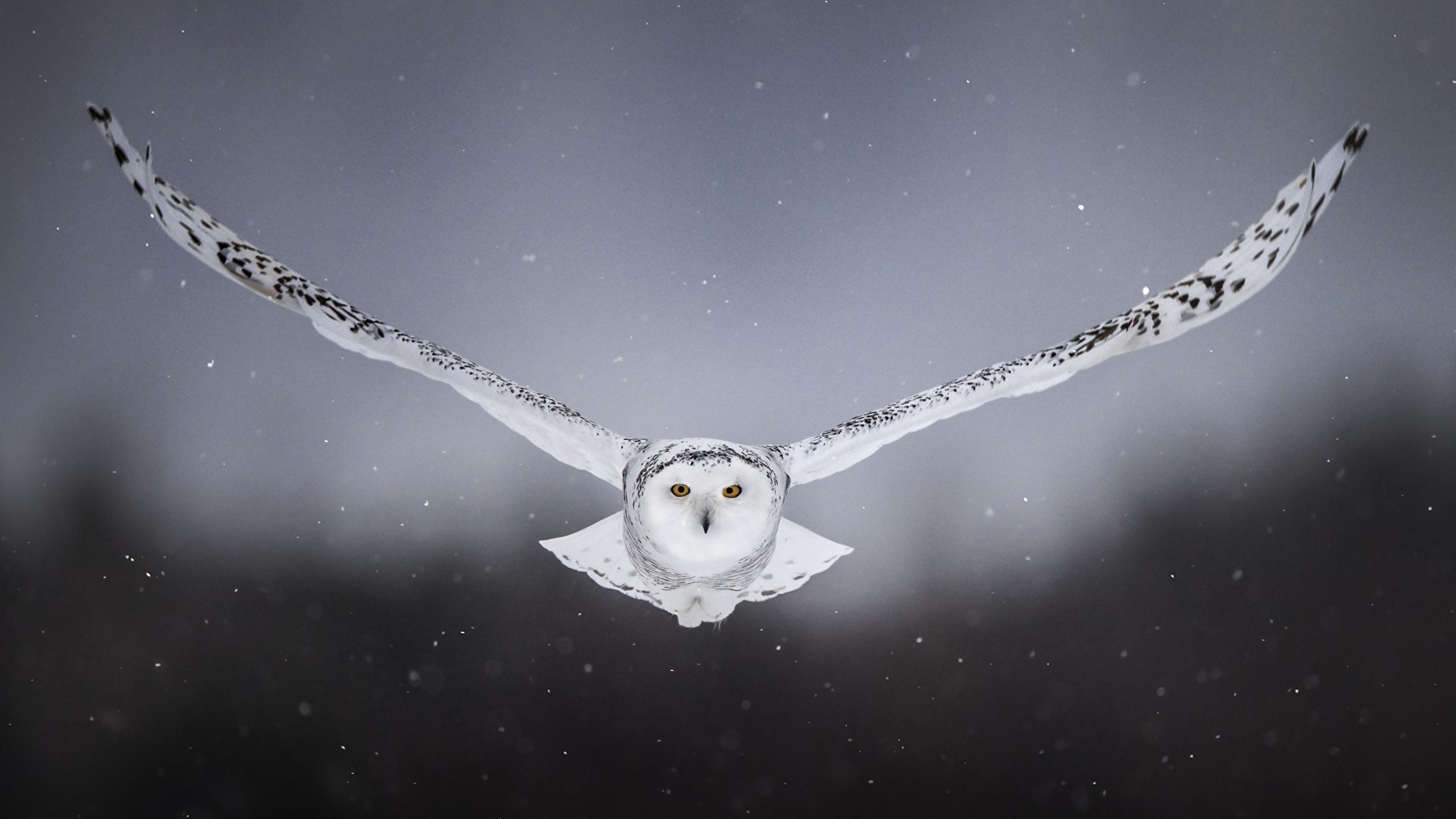 Photos bird Owls Snowy owl Front Flight animal 2560x1440