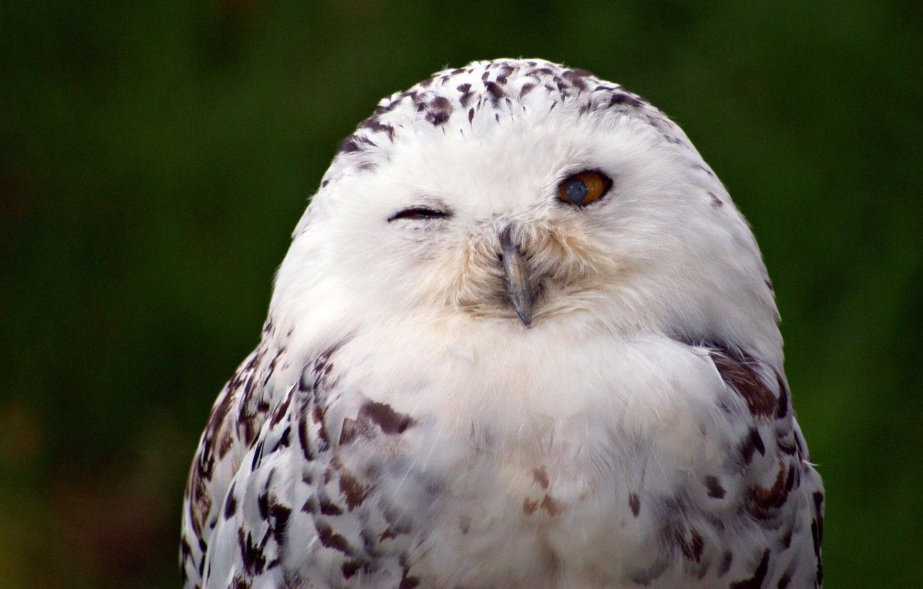 Wallpaper bird, snowy owl, white owl image for desktop, section
