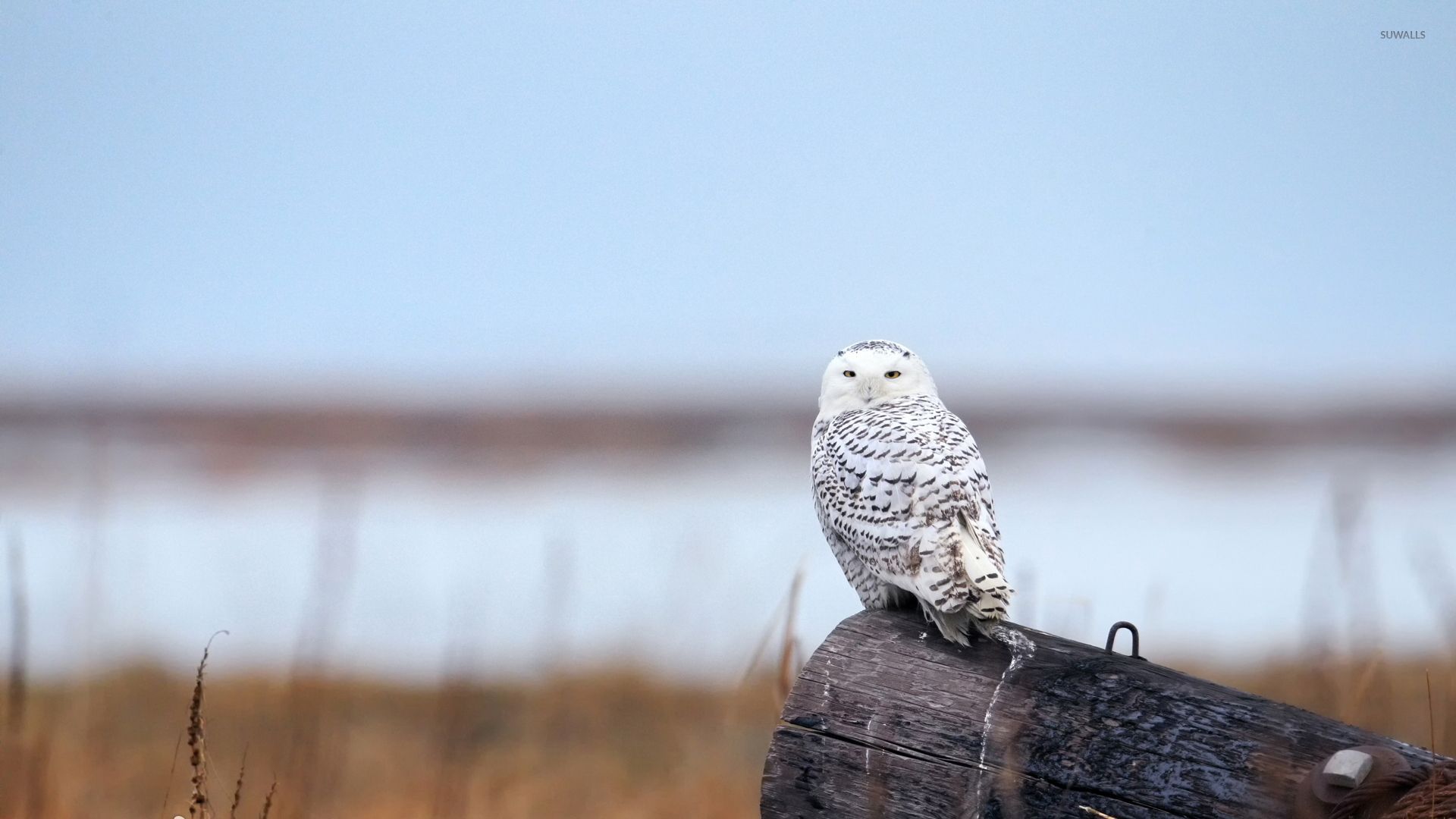 Snowy Owl Wallpaper