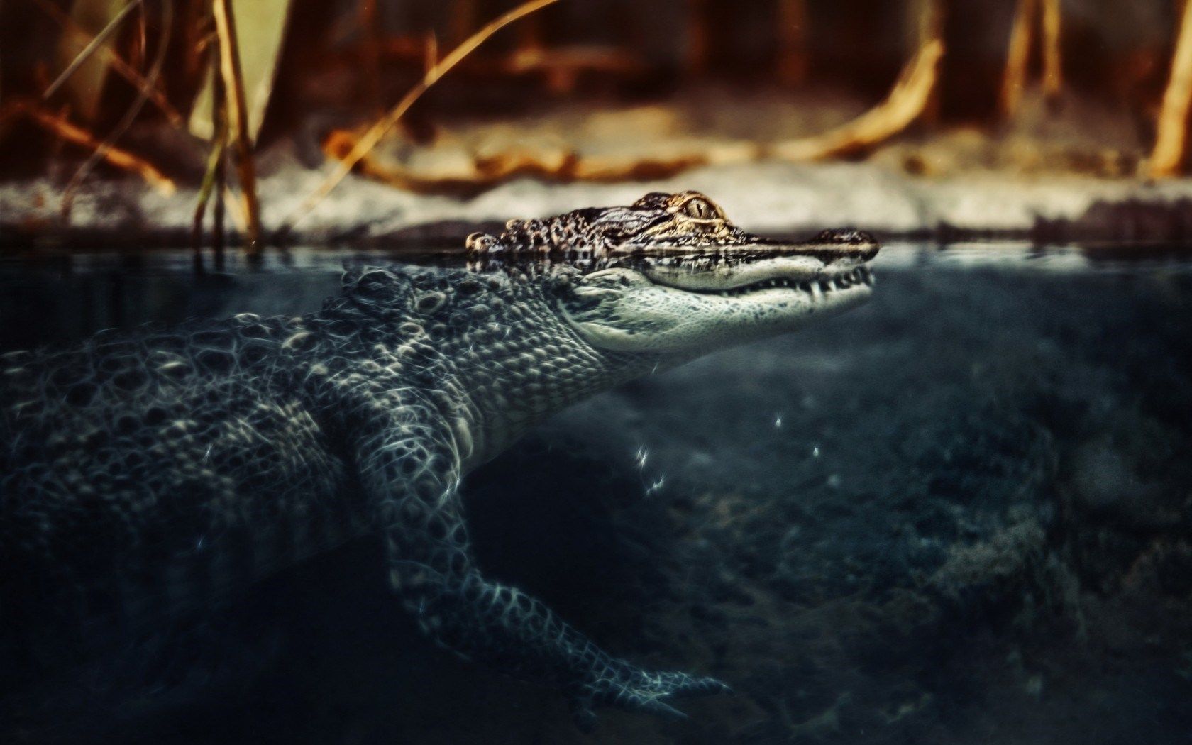 Crocodile Wallpaper. American Crocodile