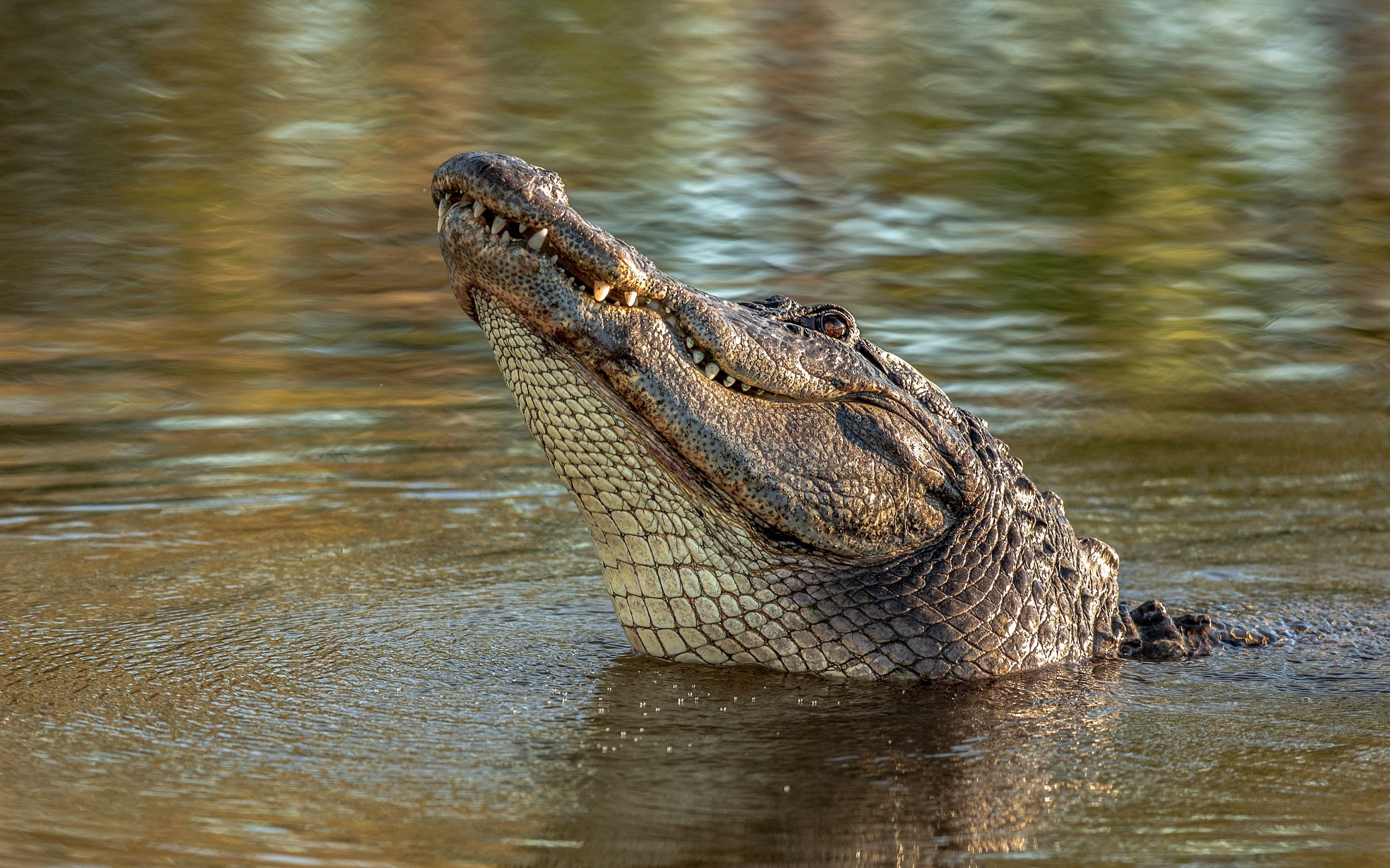 Download wallpaper crocodile, wildlife, river, alligator, wild