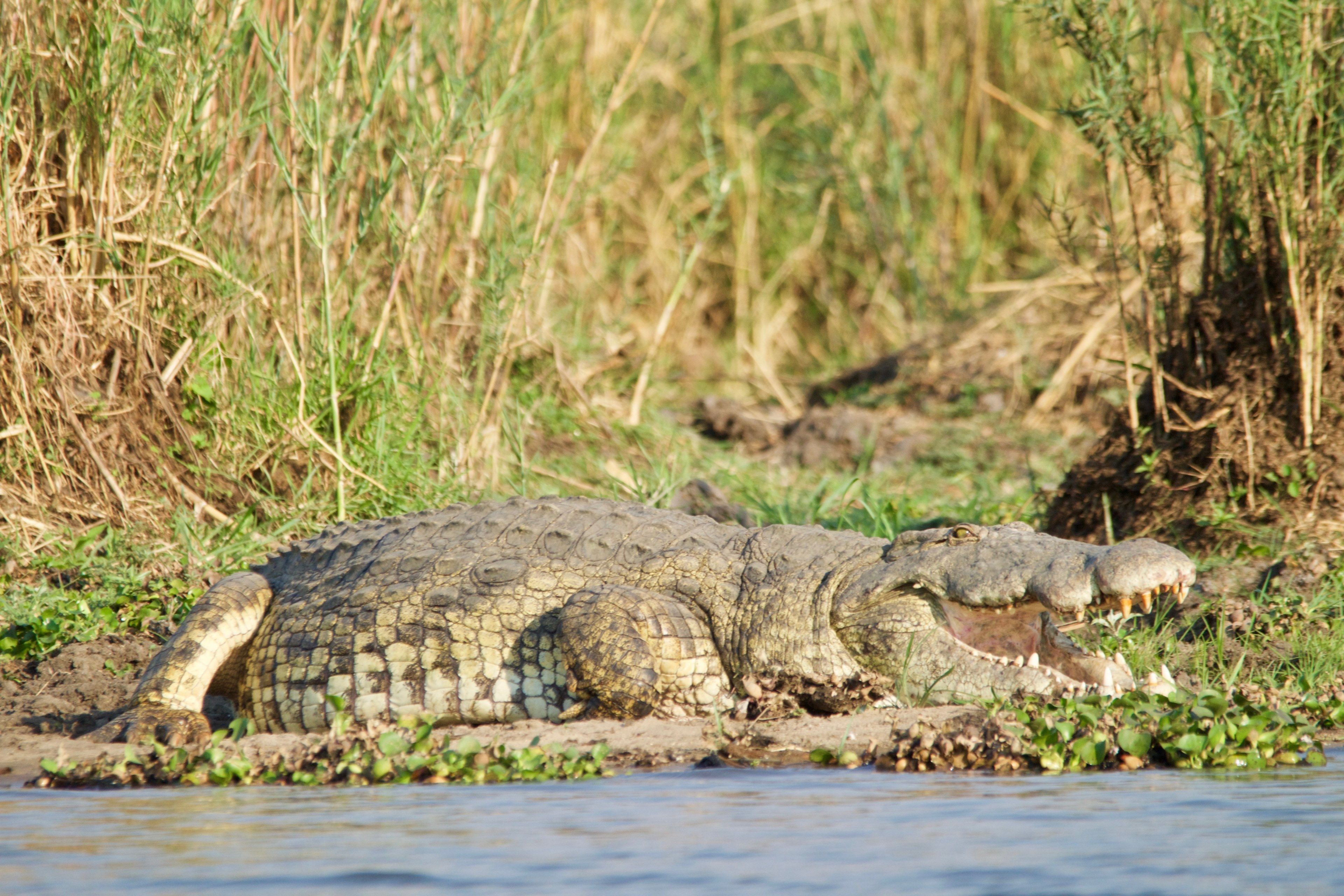 animal water american alligator and alligator HD 4k wallpaper