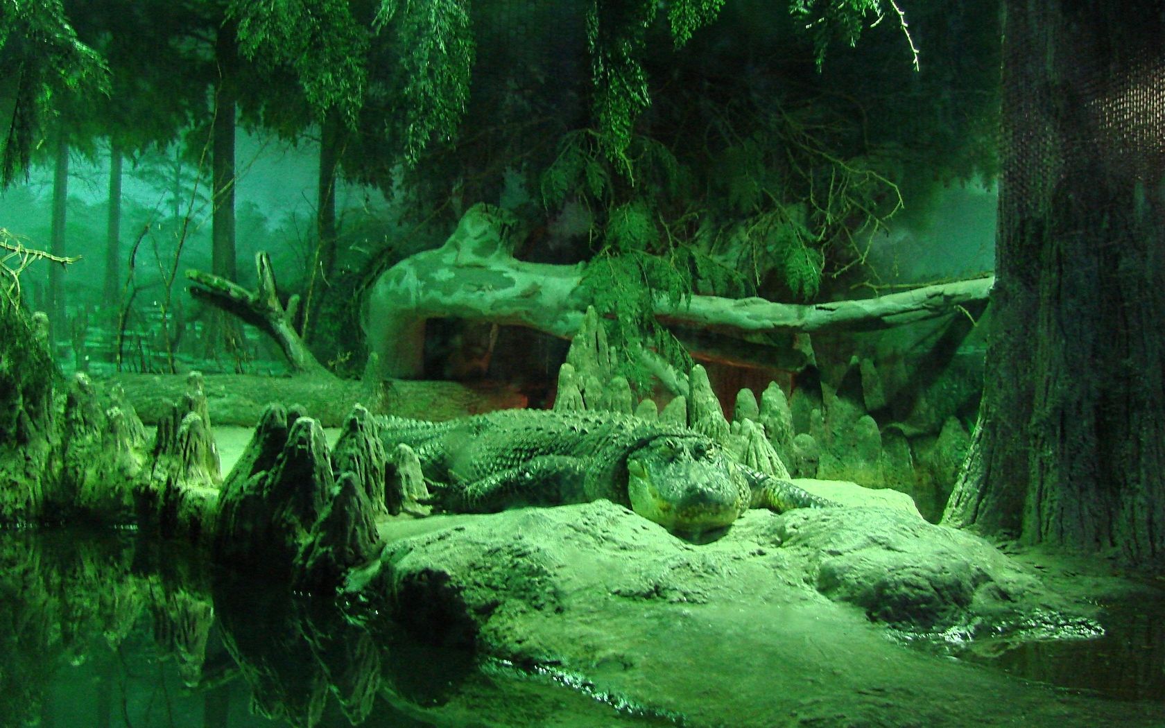 alligator top widescreen wallpaper in high definition 1539