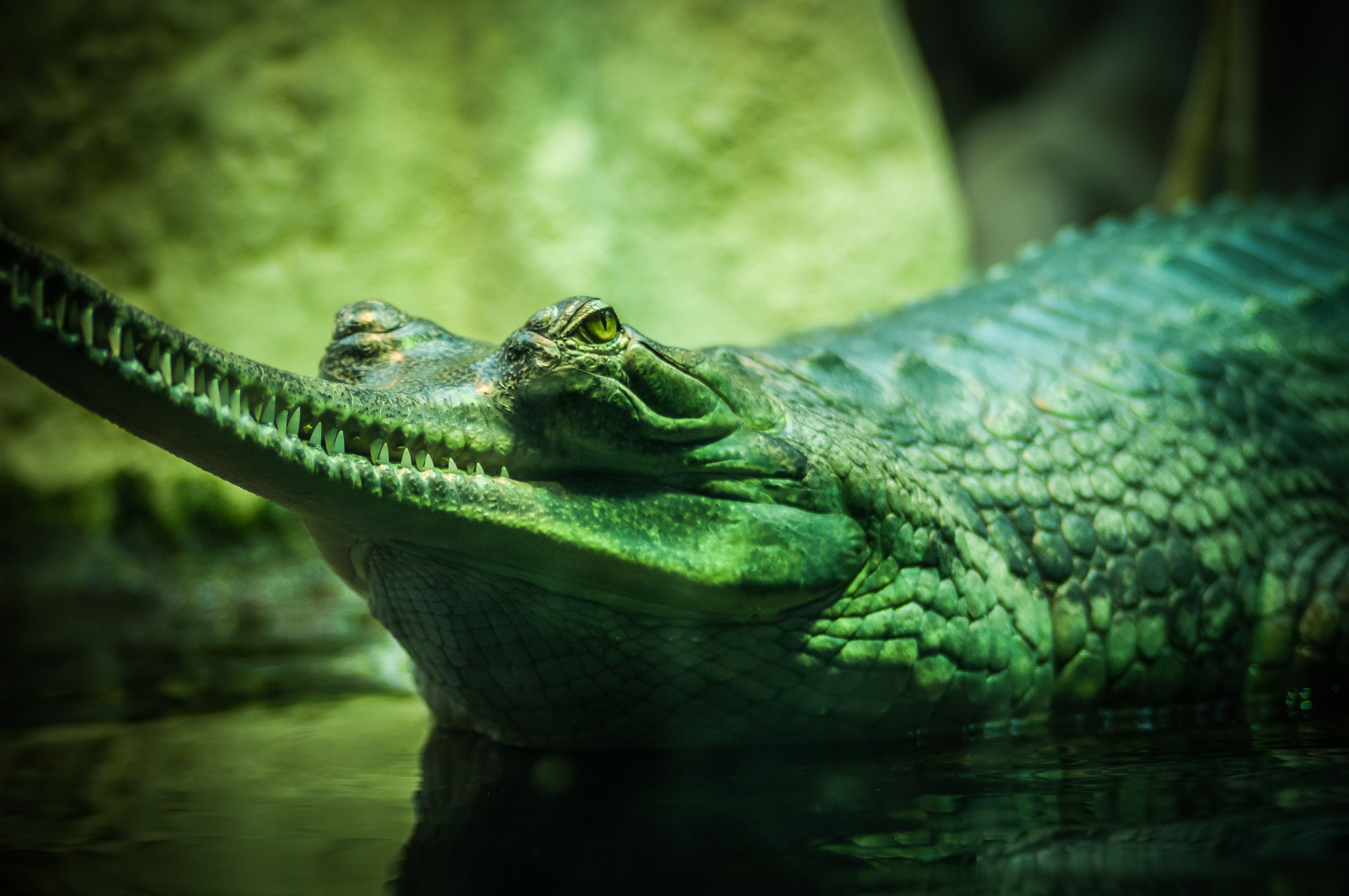 Crocodile Picture. Download Free Image