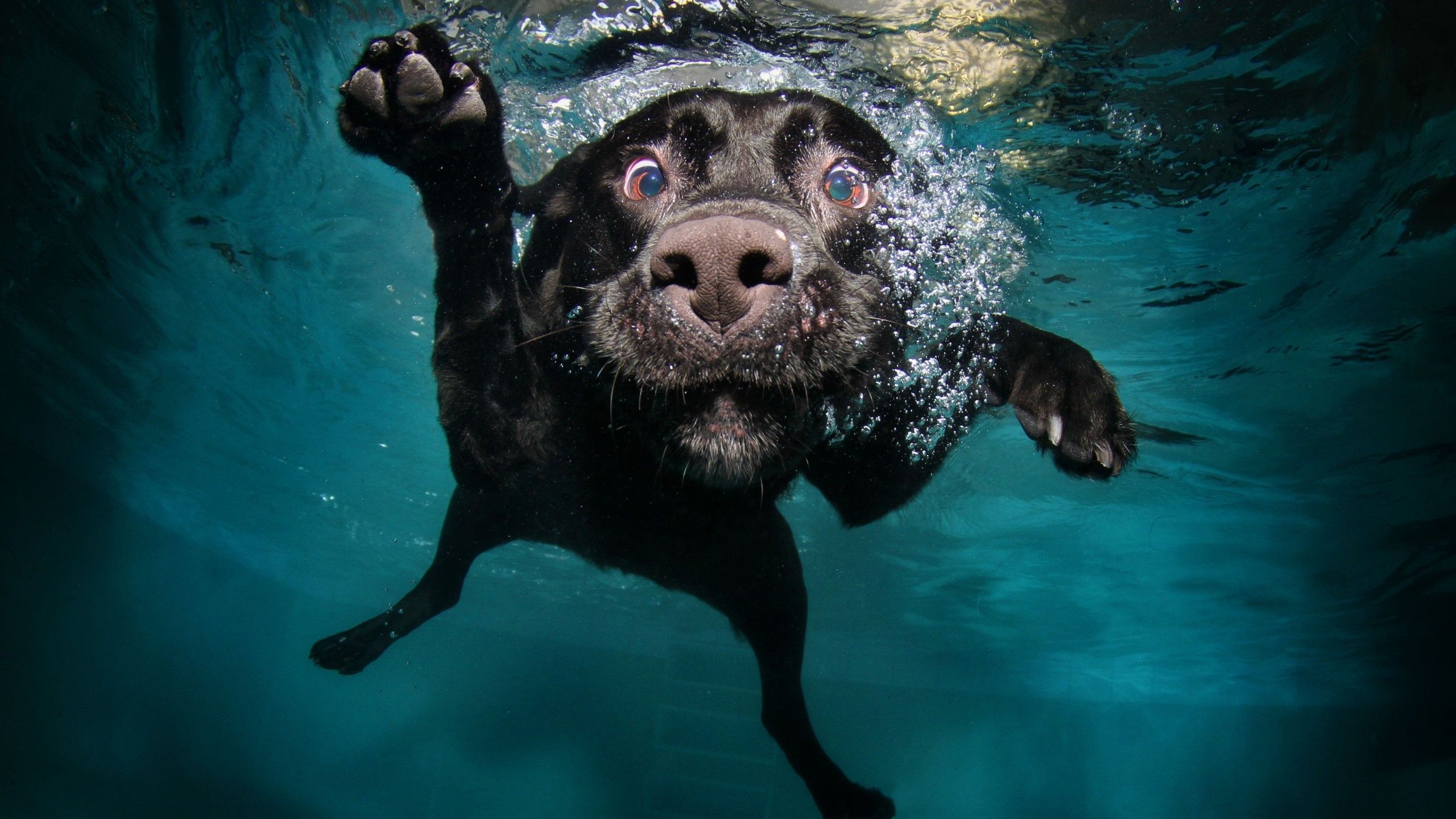 Wallpaper Dog, 5k, 4k wallpaper, puppy, black, underwater, funny, animal, pet, water bubbles, Animals